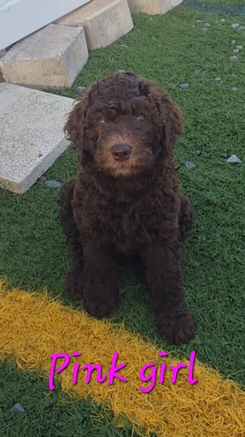 Newfypoo puppies image 5