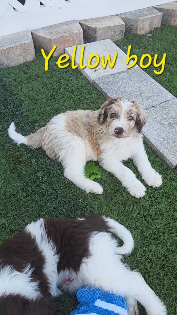 Newfypoo puppies image 3