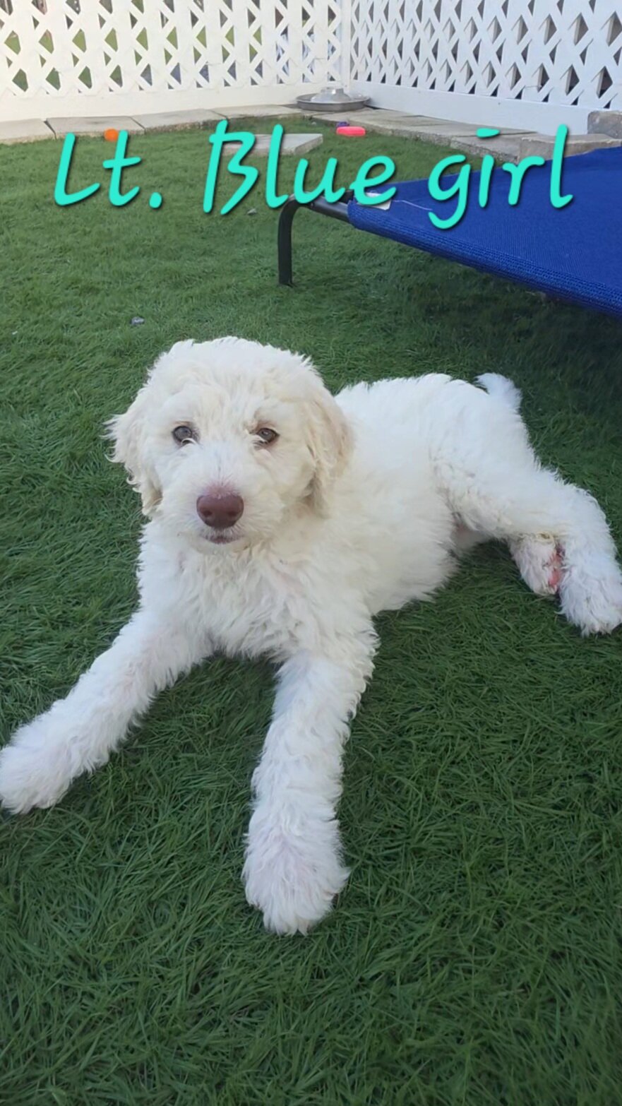 Newfypoo puppies image 4