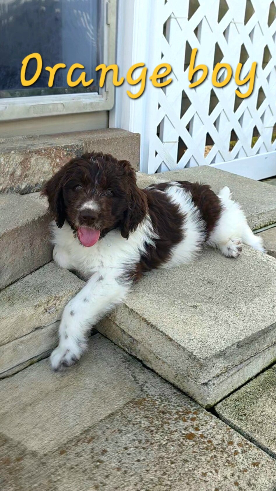 Newfypoo puppies image 6