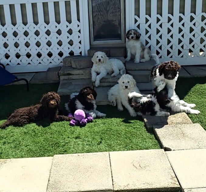 Newfypoo puppies image 1