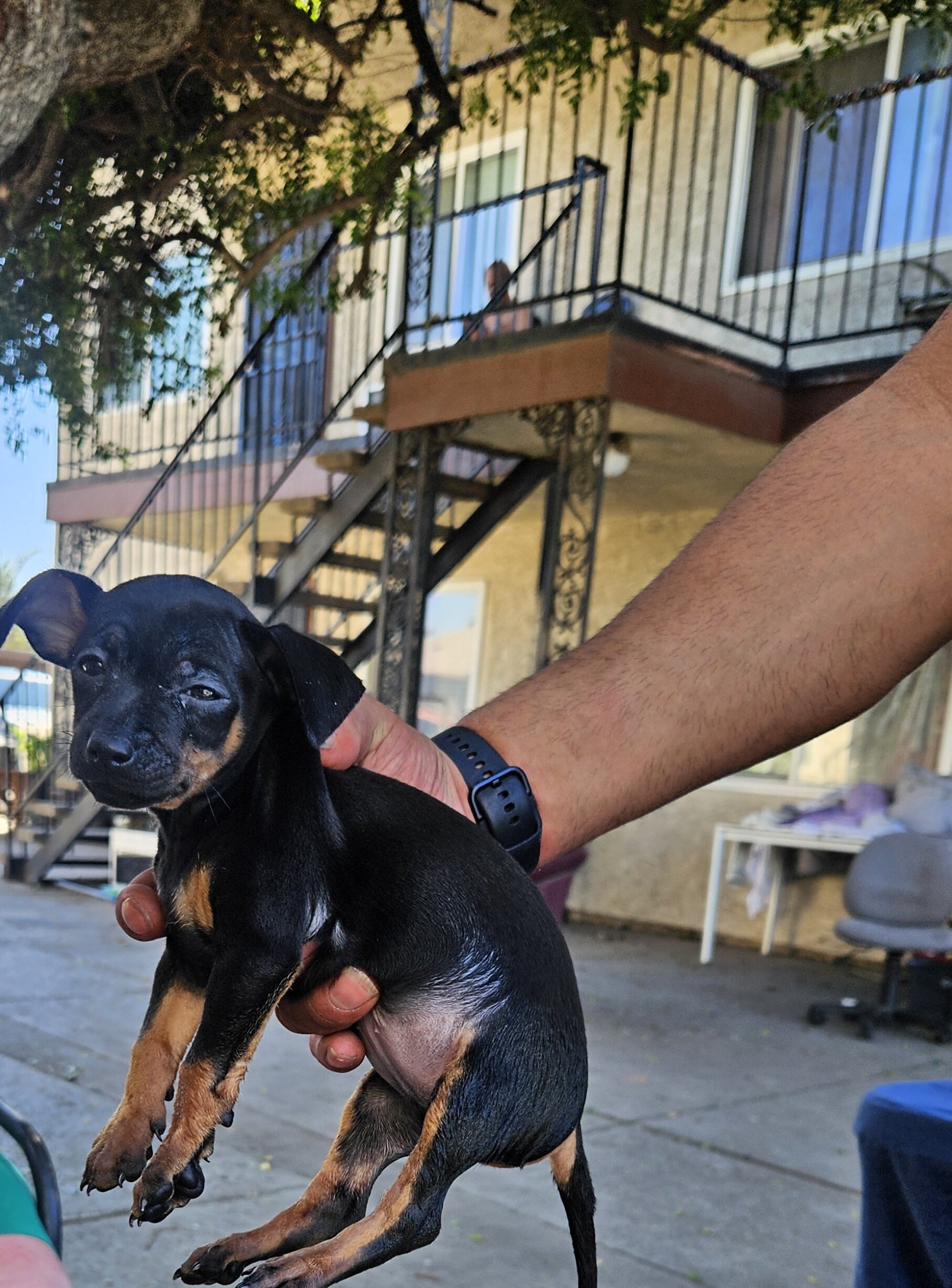 Miniature Doberman image 6