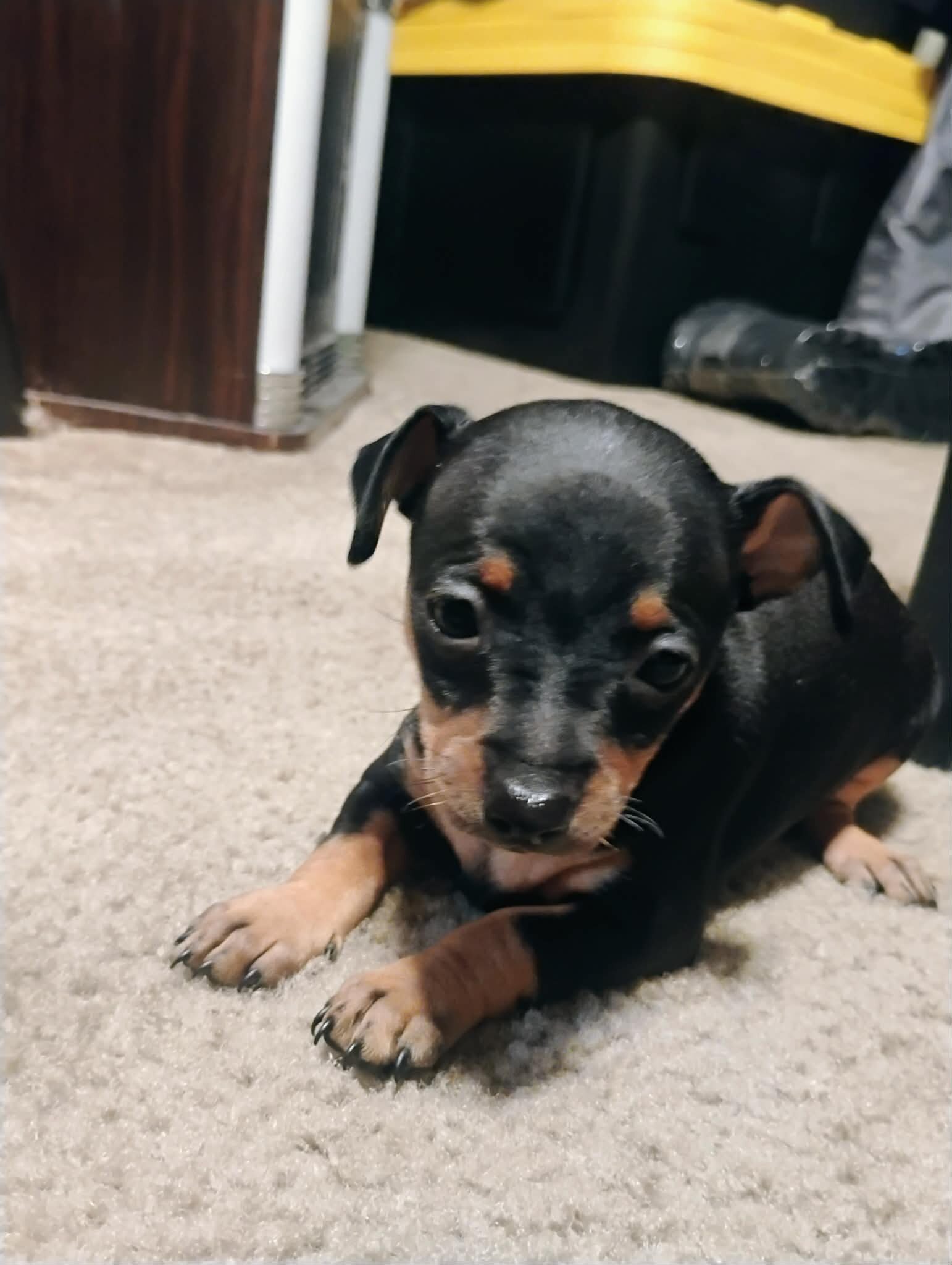 Miniature Doberman image 2