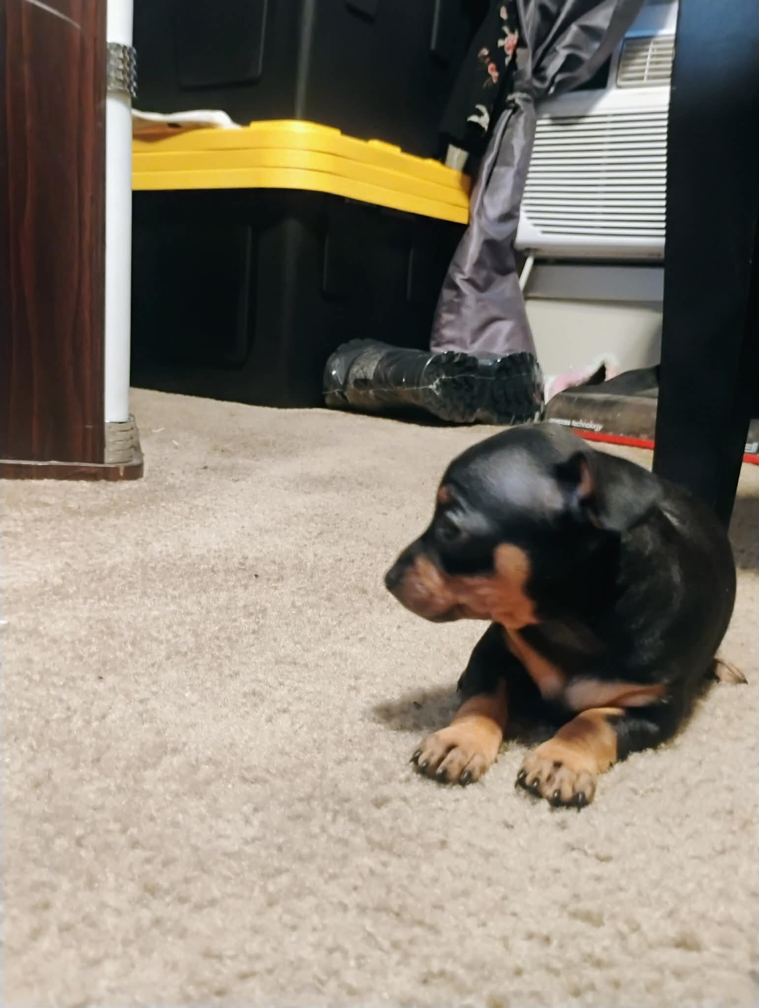 Miniature Doberman image 1