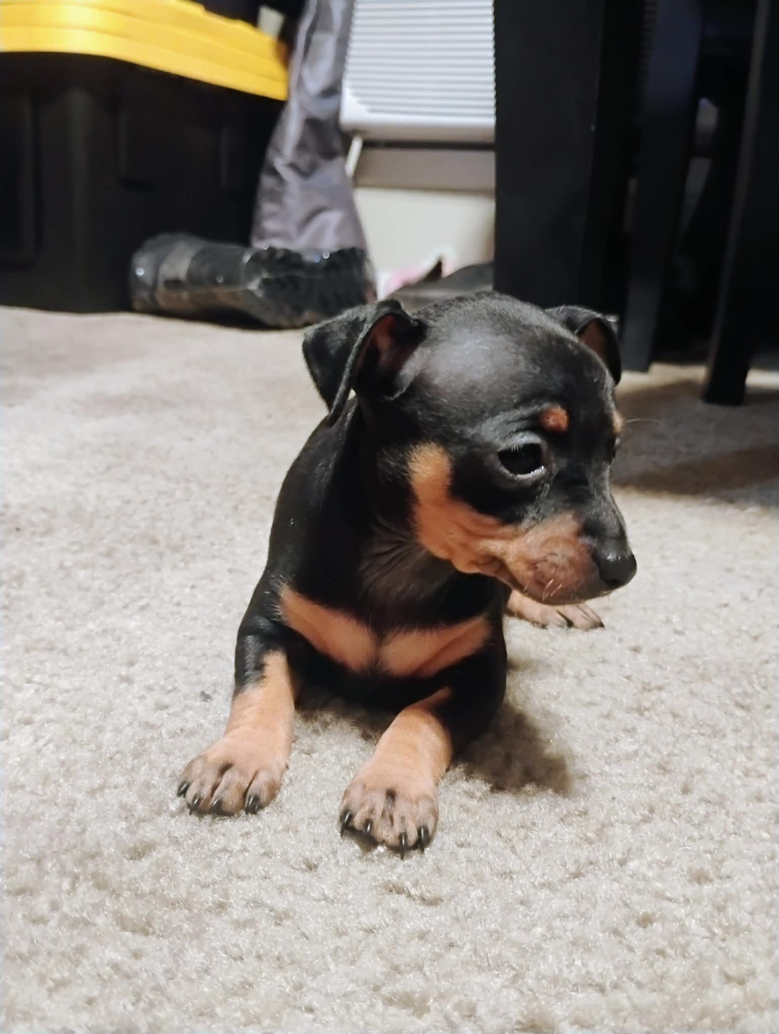 Miniature Doberman image 4