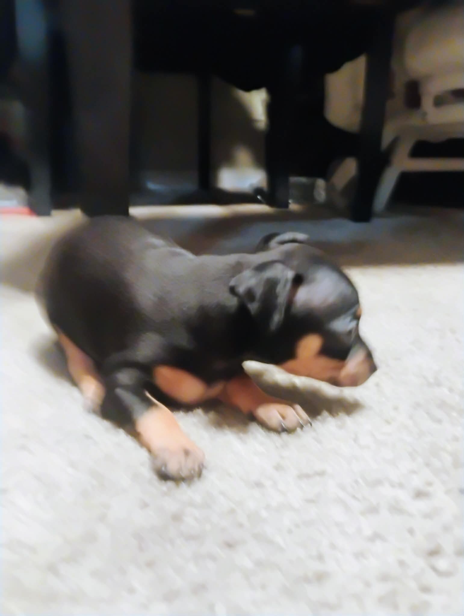 Miniature Doberman image 5