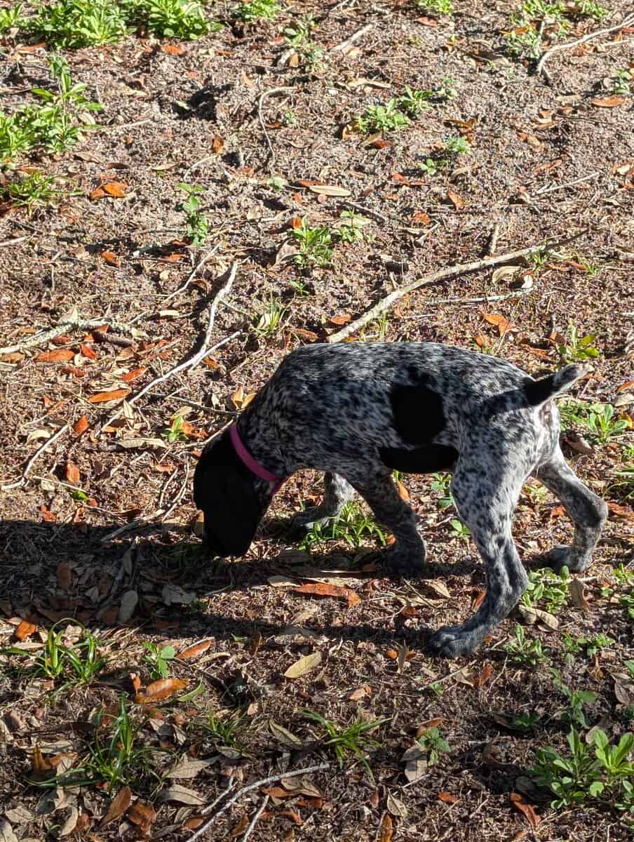 German Shorthair Pointer -female puppy! image 3