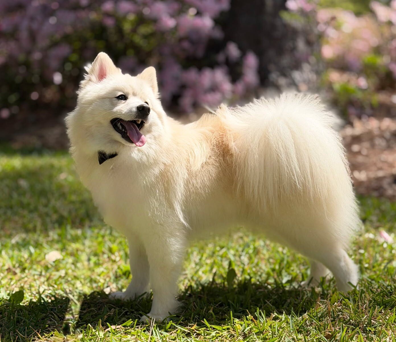 ADORABLE MALE POMSKY PUPPY (WALLEN) image 2