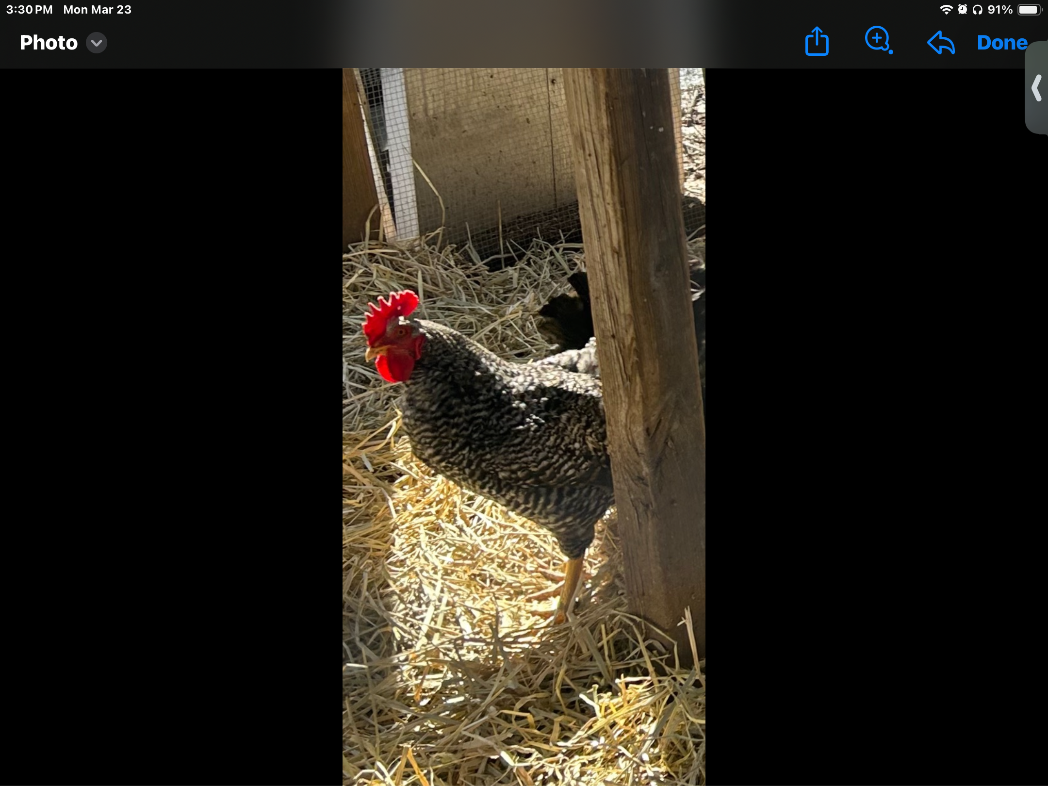 Rooster image 2