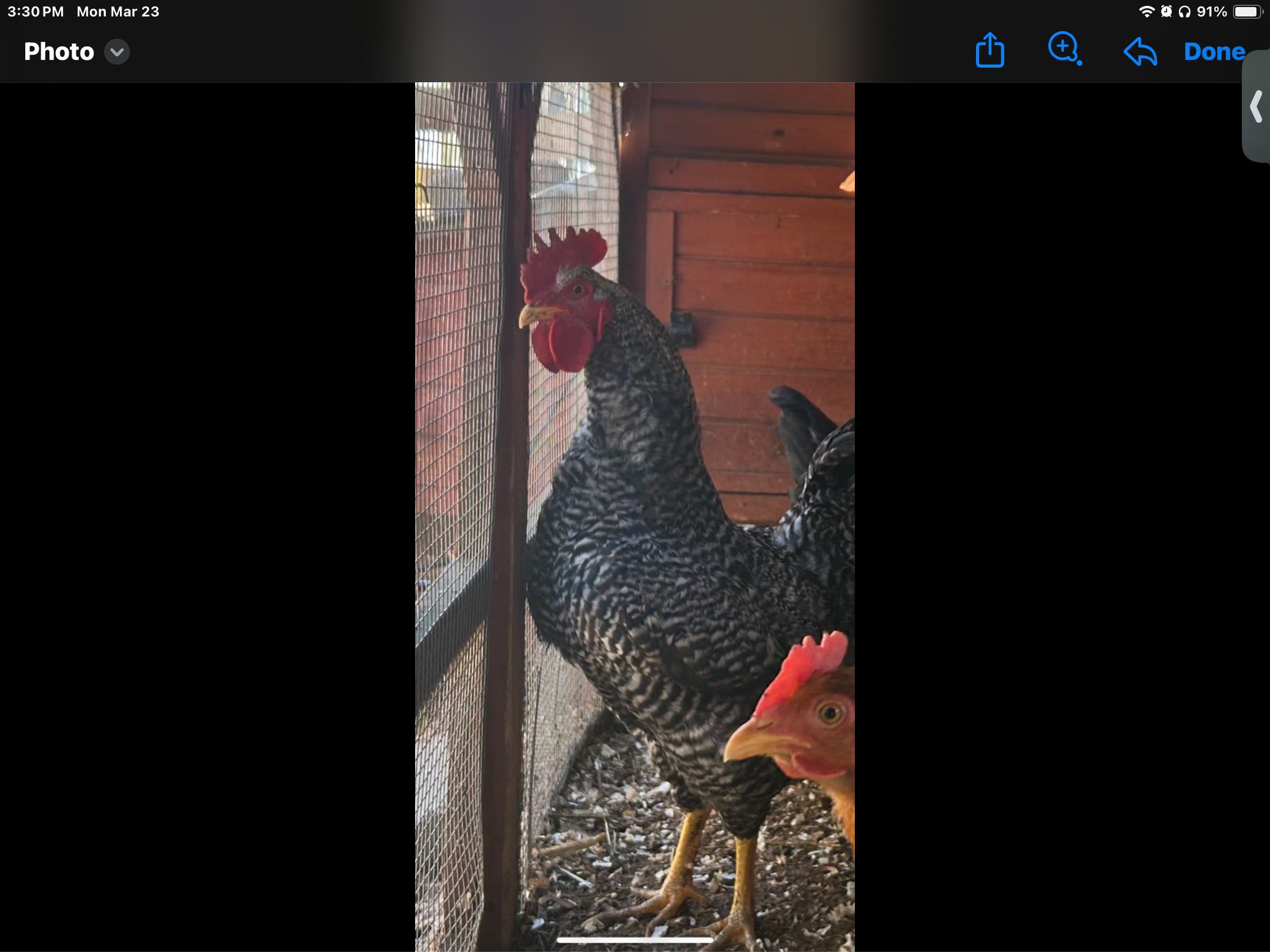 Rooster image 1