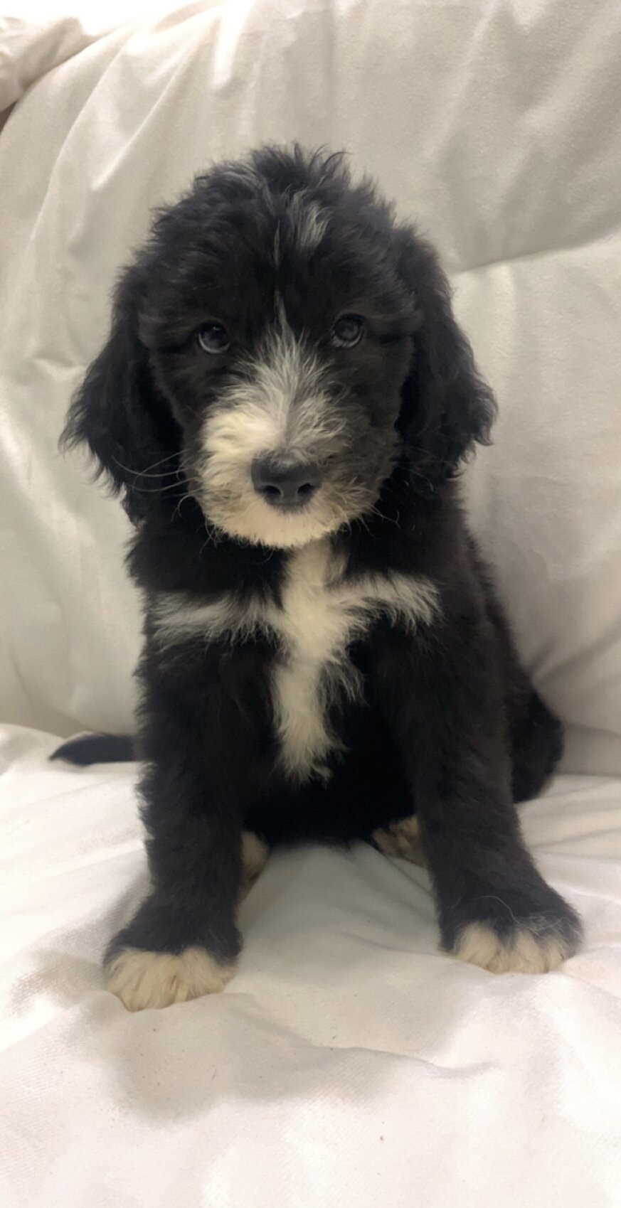 Sweet Sheepadoodle Puppy Ready Now image 1