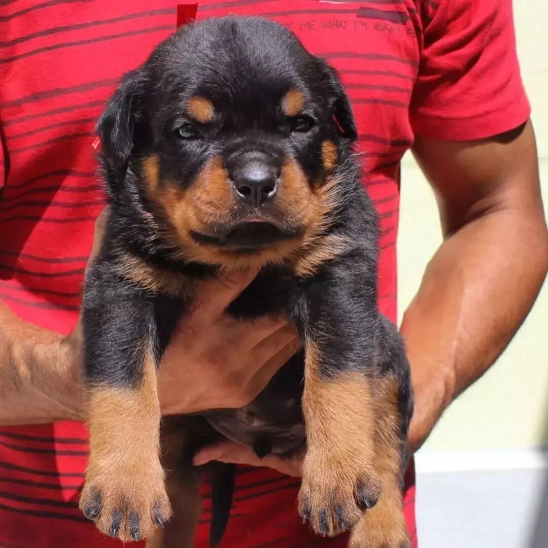 Rottweiler Puppies For New Homes image 2