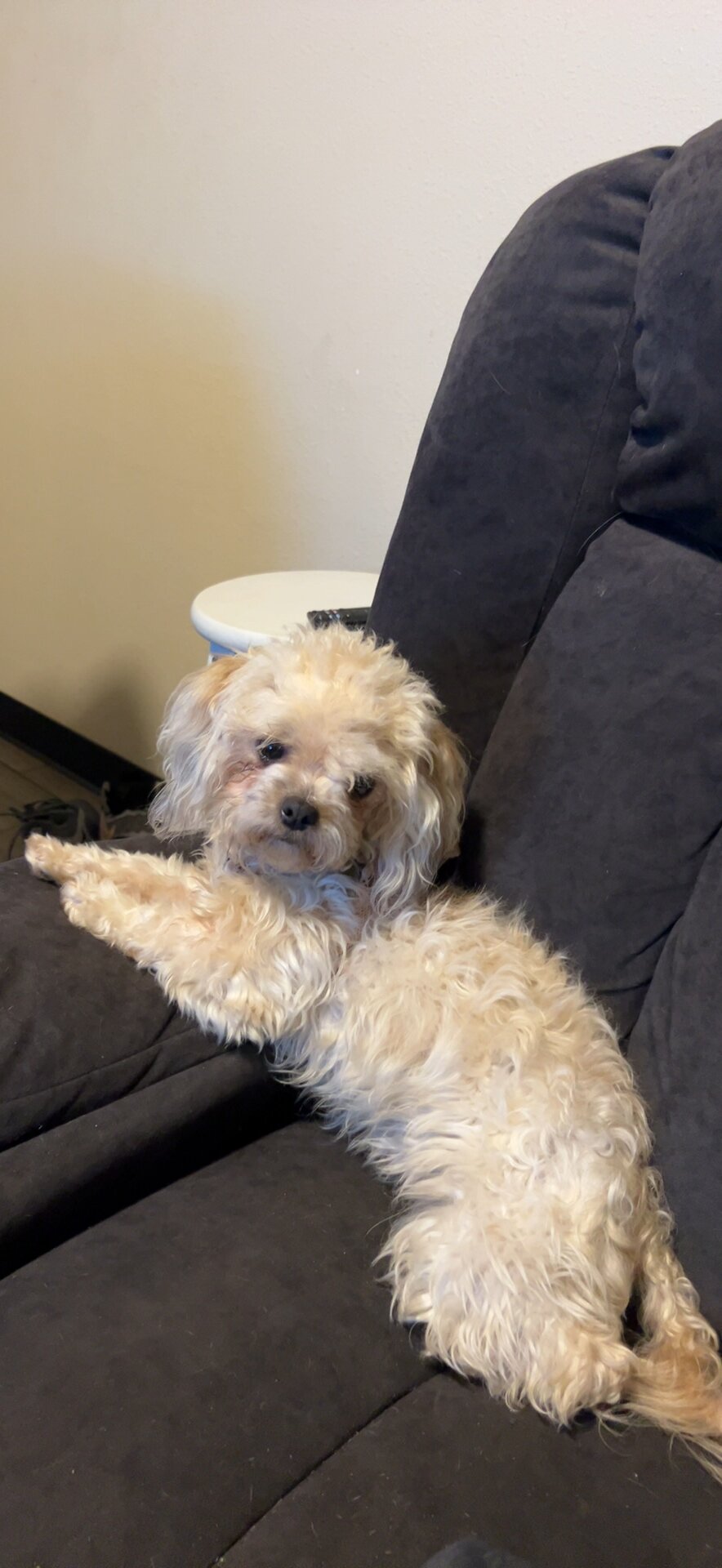 Shipoo image 1