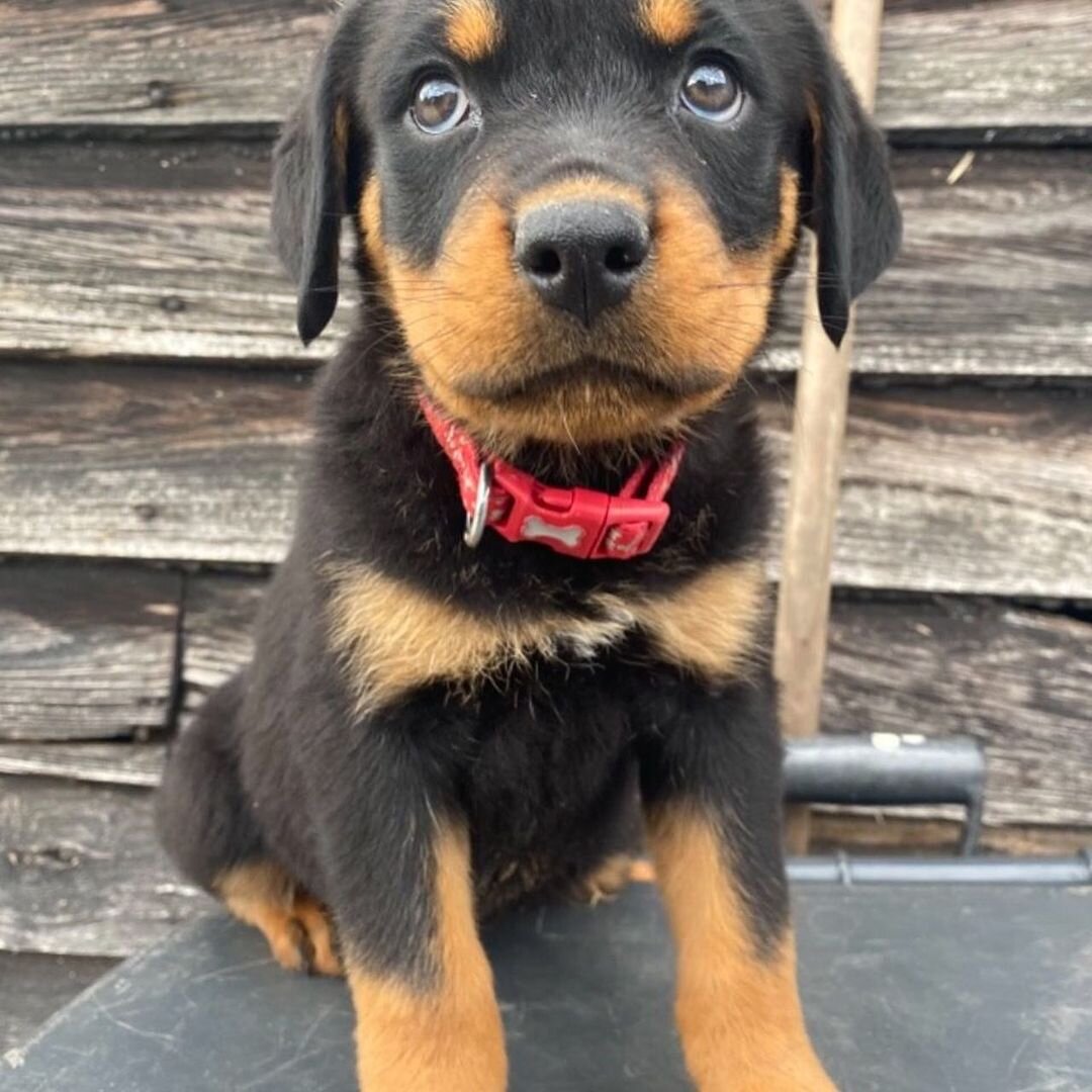 Purebred German Rottweiler image 1
