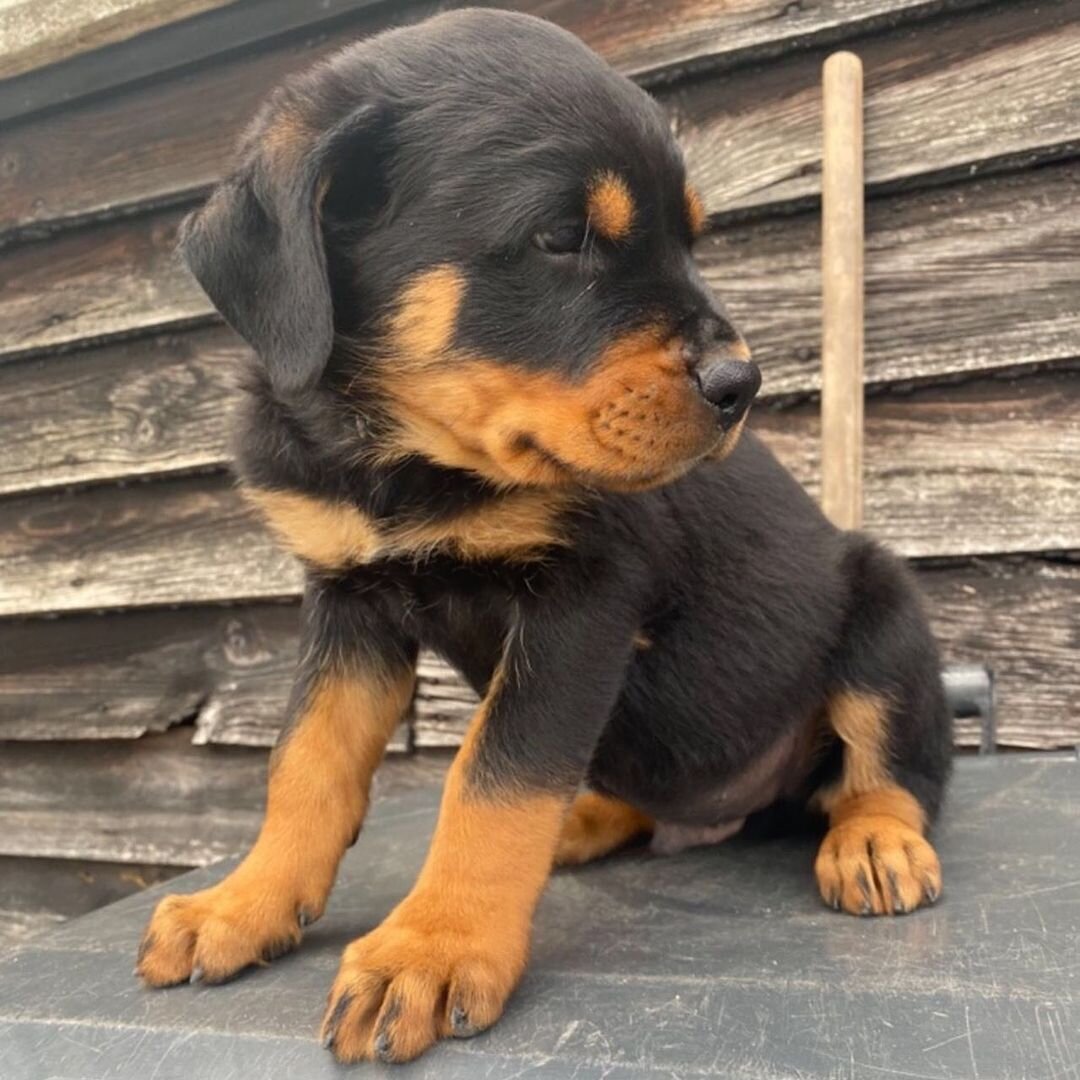 Purebred German Rottweiler image 2