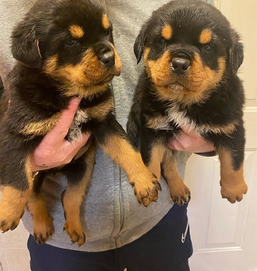 Male And Female Rottweier image 1