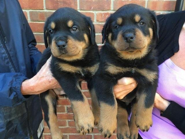 Purebred German Rottweilers image 1
