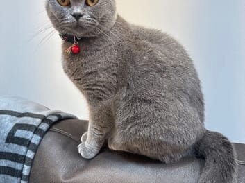 British shorthair image 1