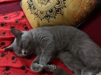 British shorthair image 5