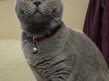 British shorthair image 6