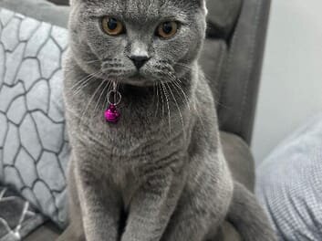 British shorthair image 4
