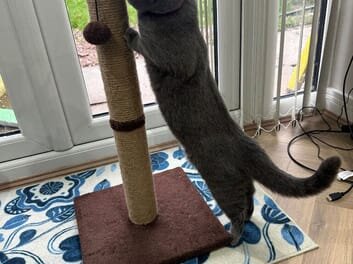 British shorthair image 2