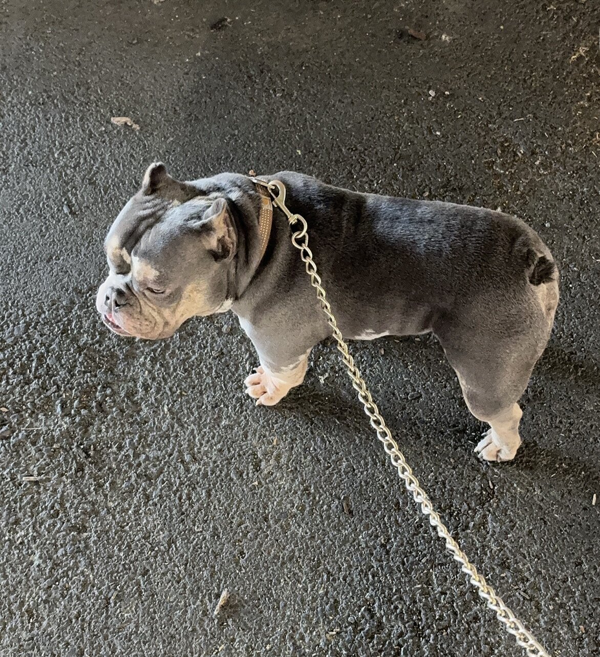 Micro bully image 1
