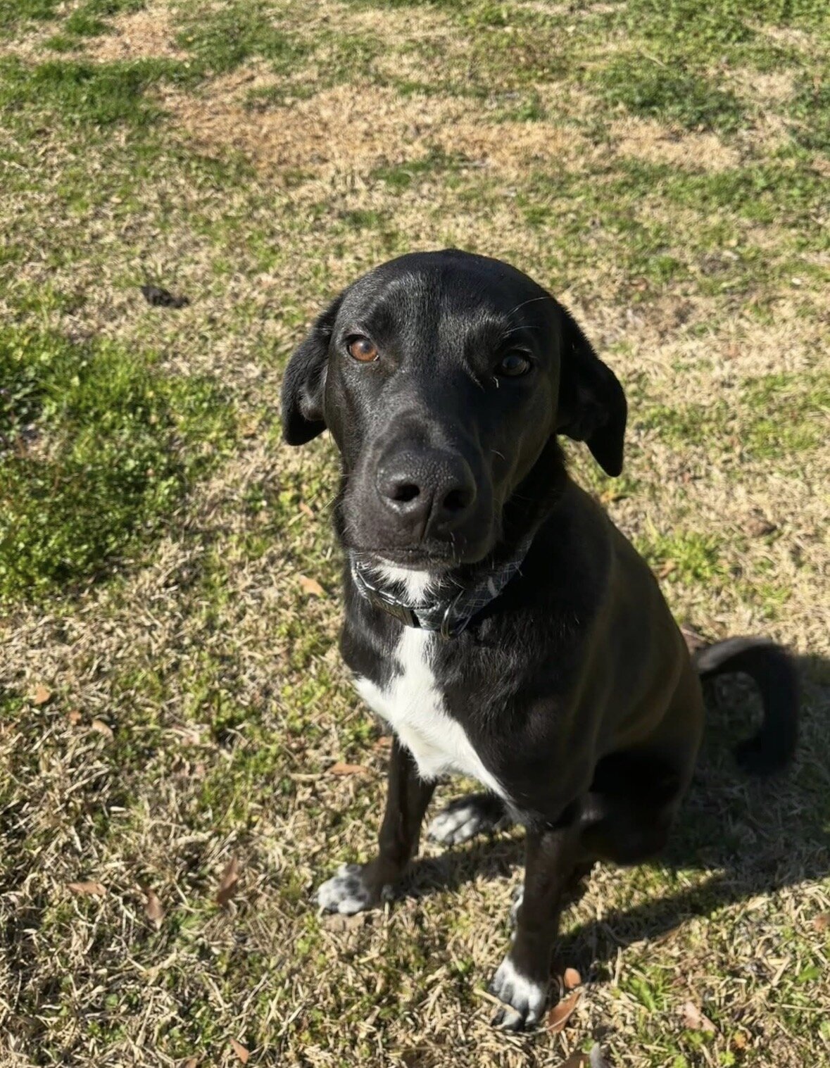 Atlas, 10 Month old Lab Mix image 1