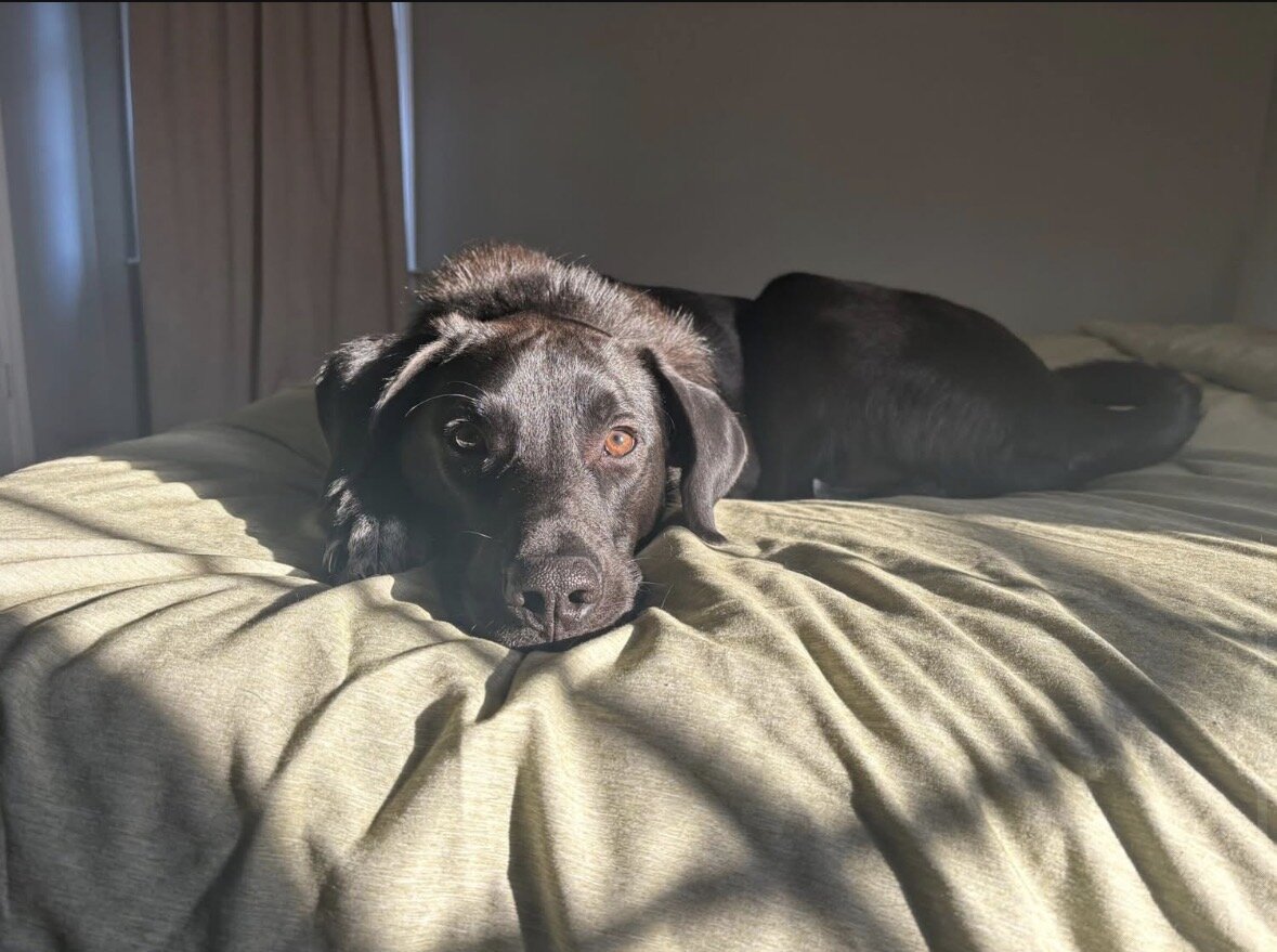 Atlas, 10 Month old Lab Mix image 3