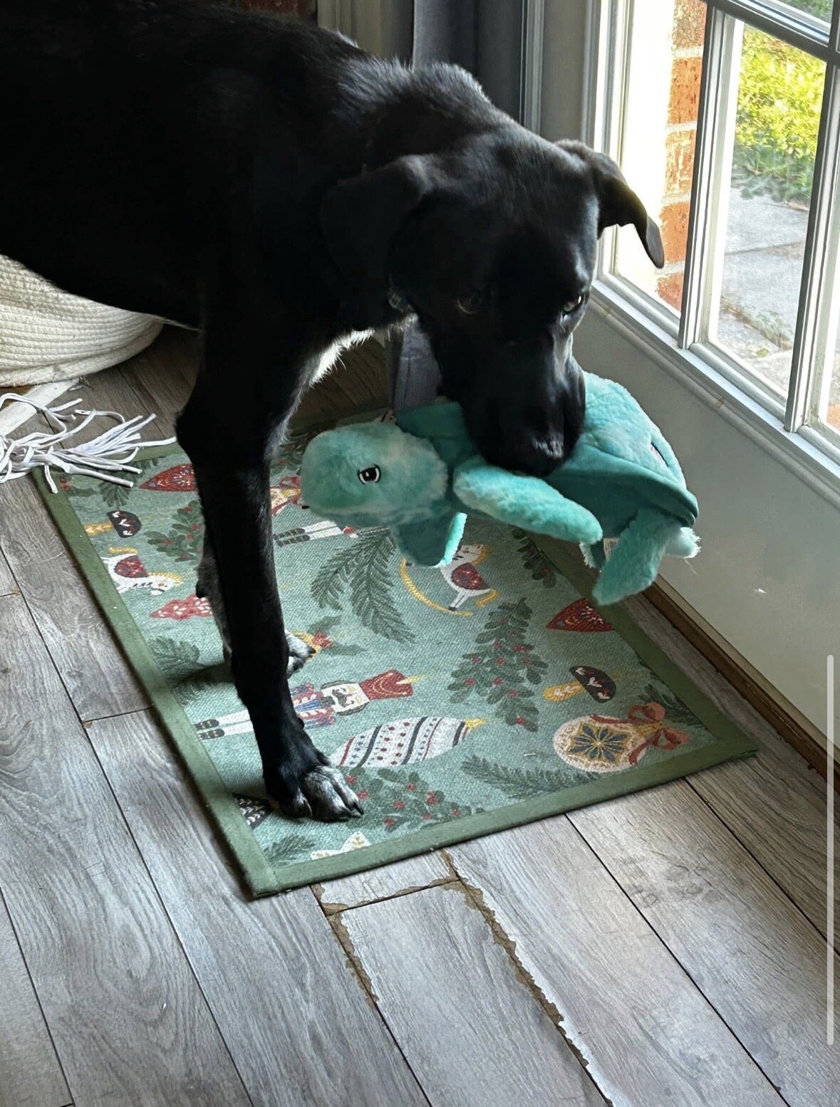Atlas, 10 Month old Lab Mix image 2