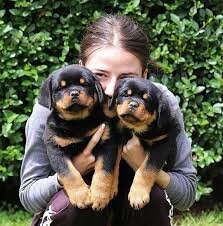 Two Rottweiler Puppies image 1
