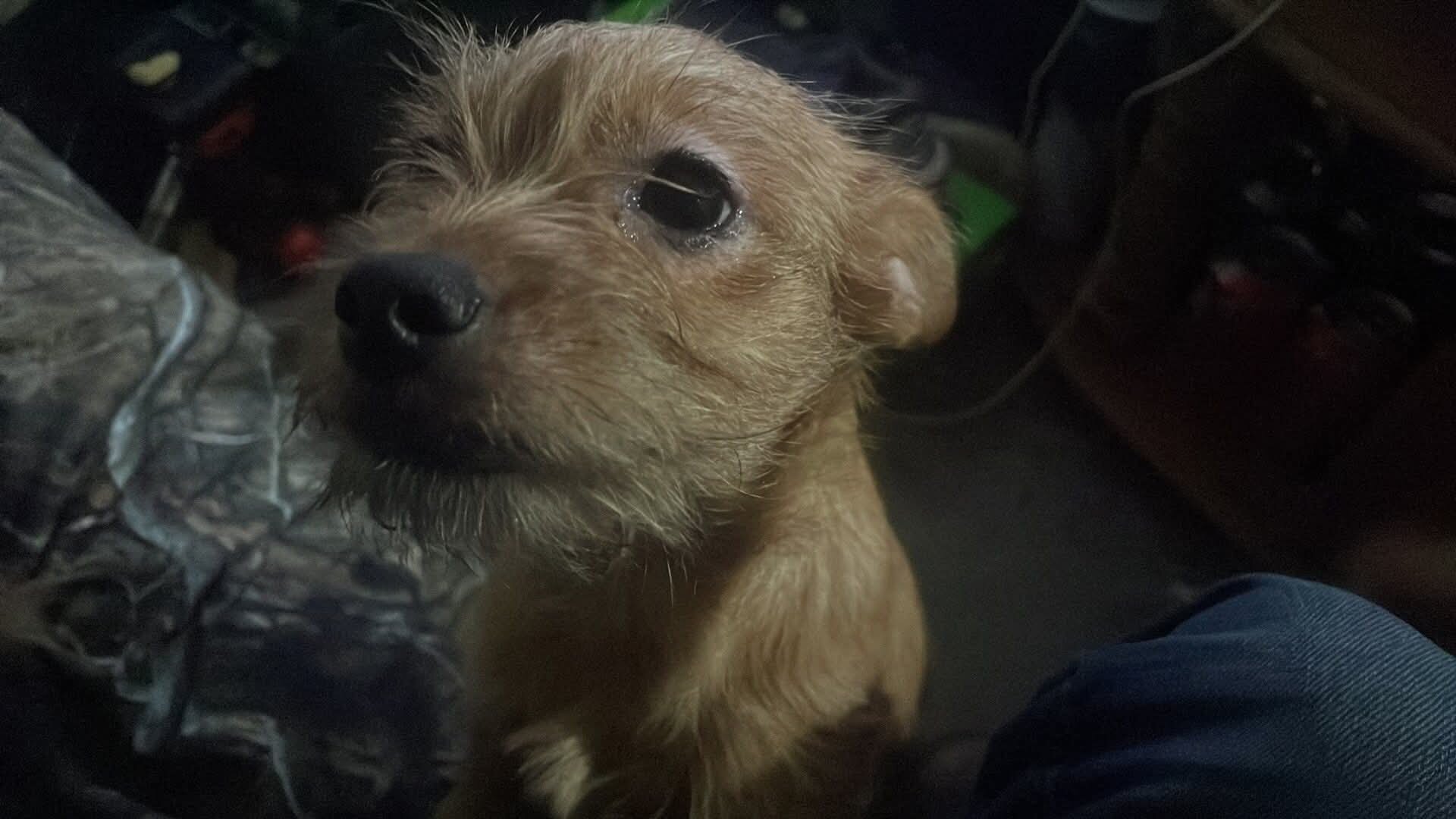 Chorkie puppies image 1