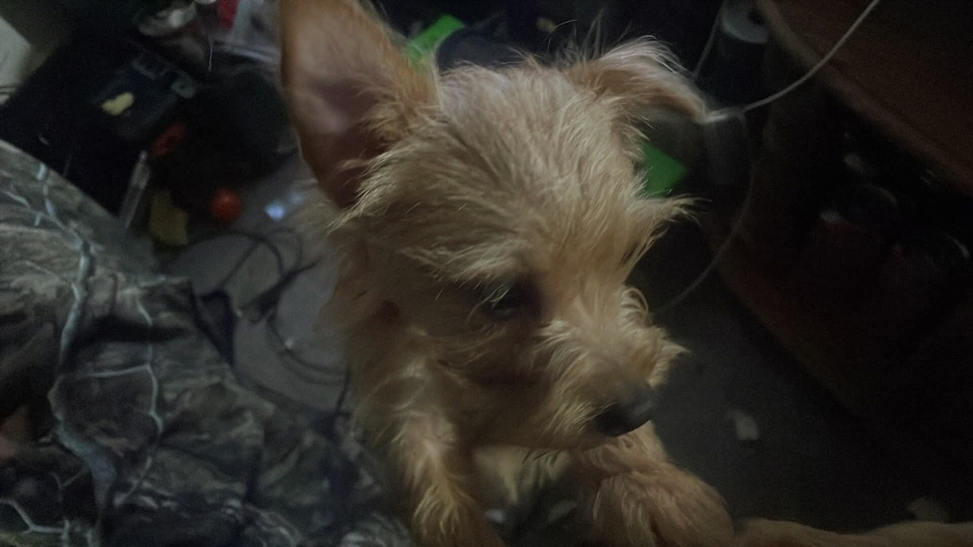 Chorkie puppies image 2