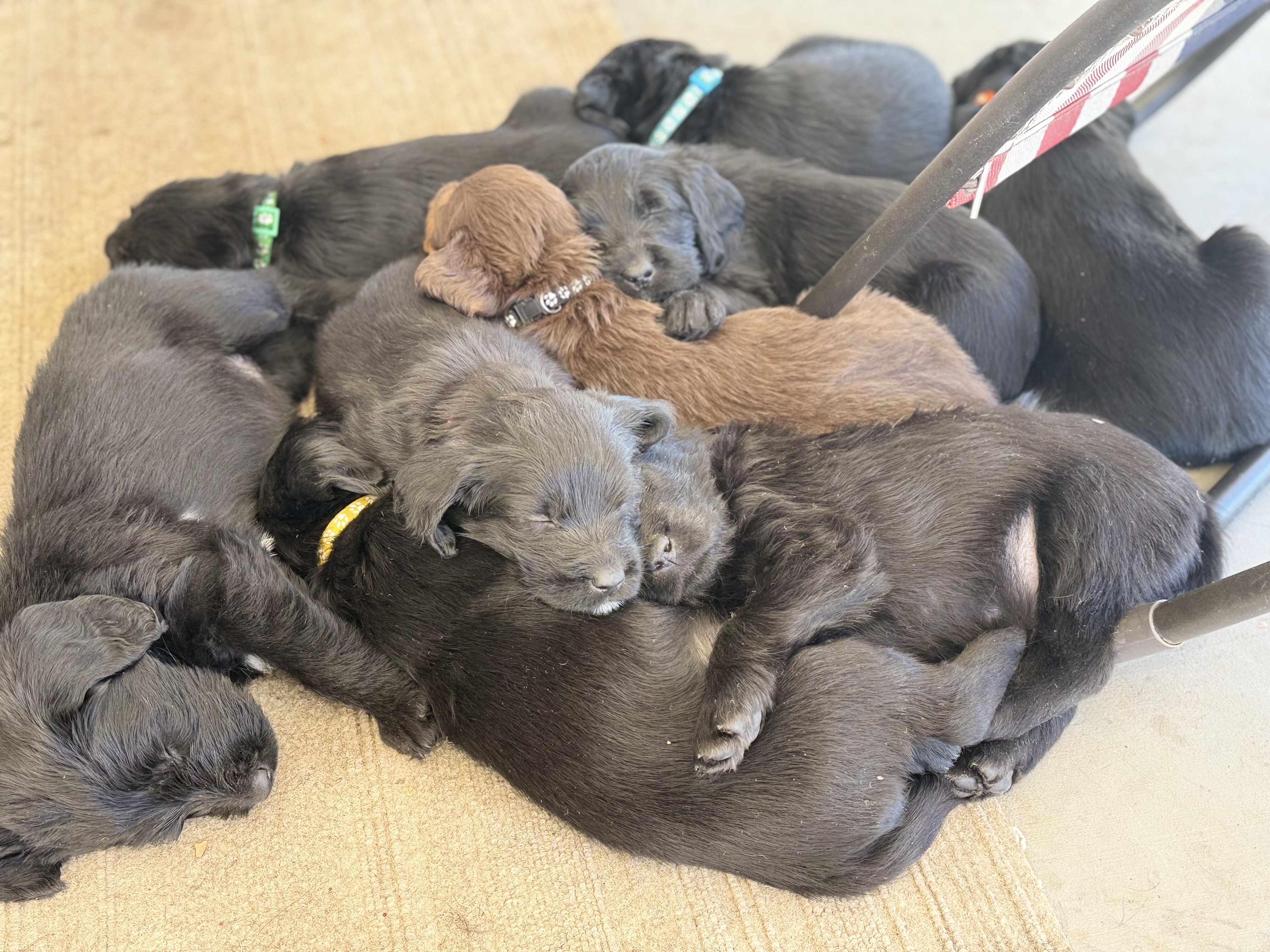 Labradoodle puppies image 1