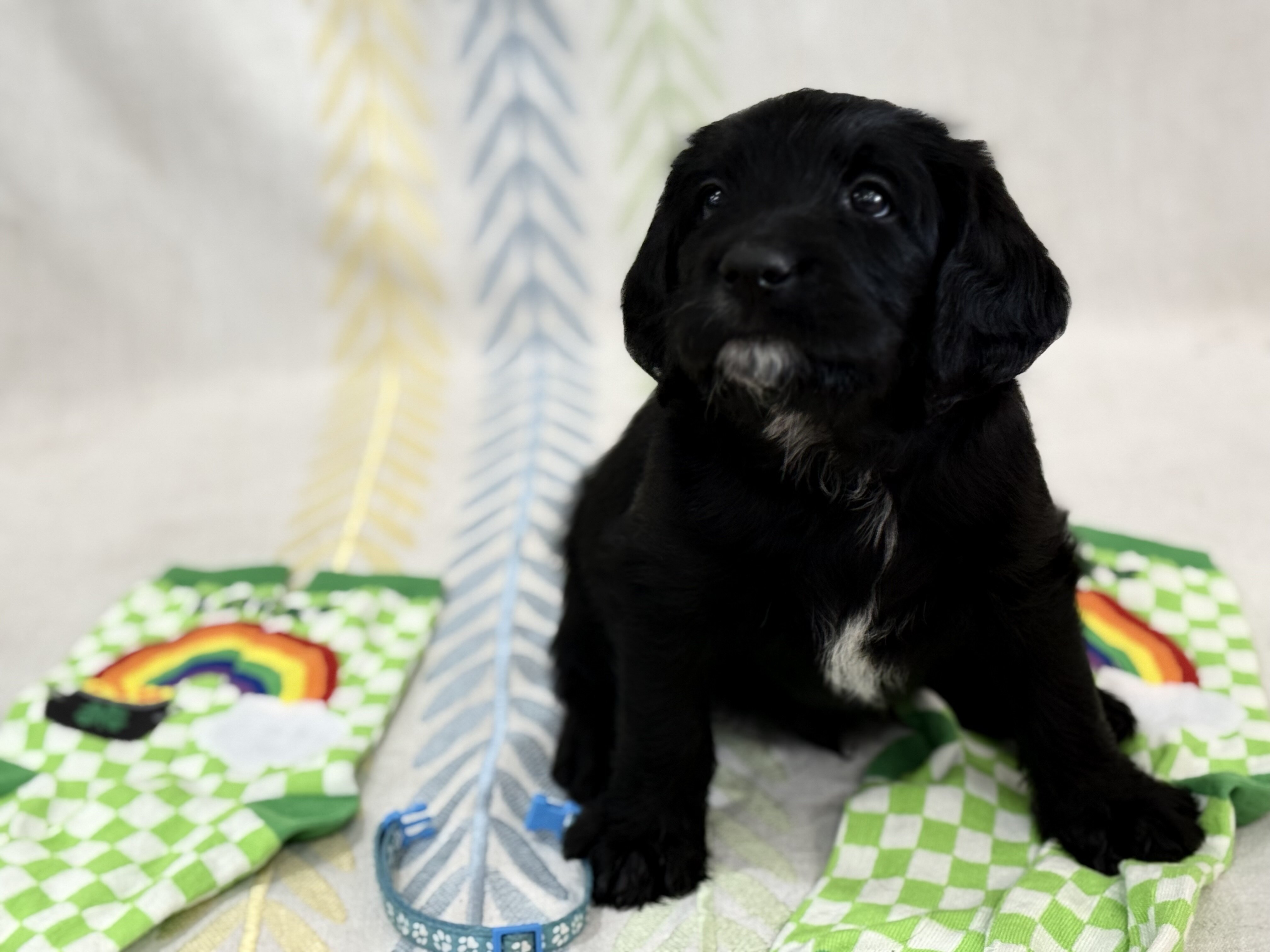 Labradoodle puppies image 6