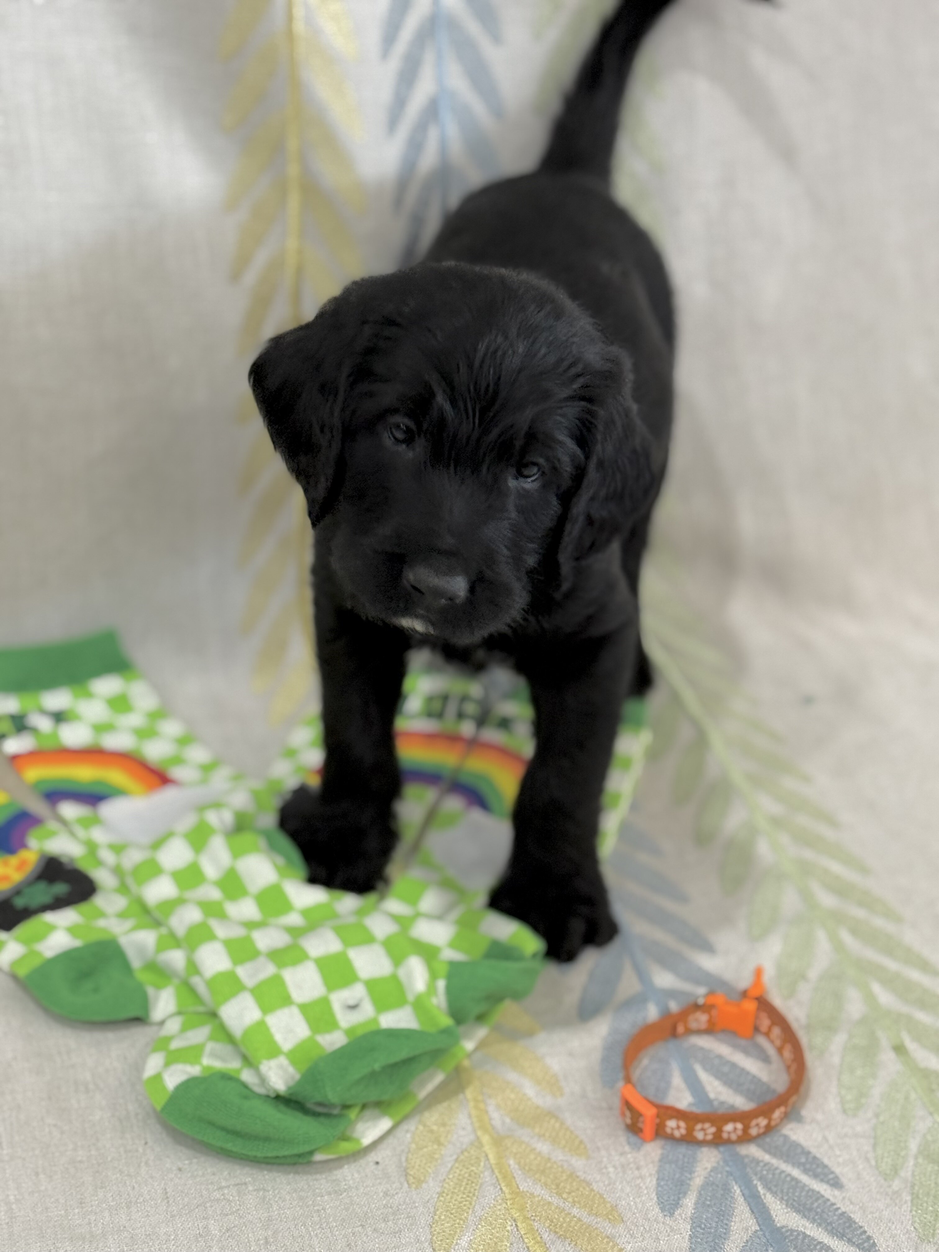Labradoodle puppies image 5