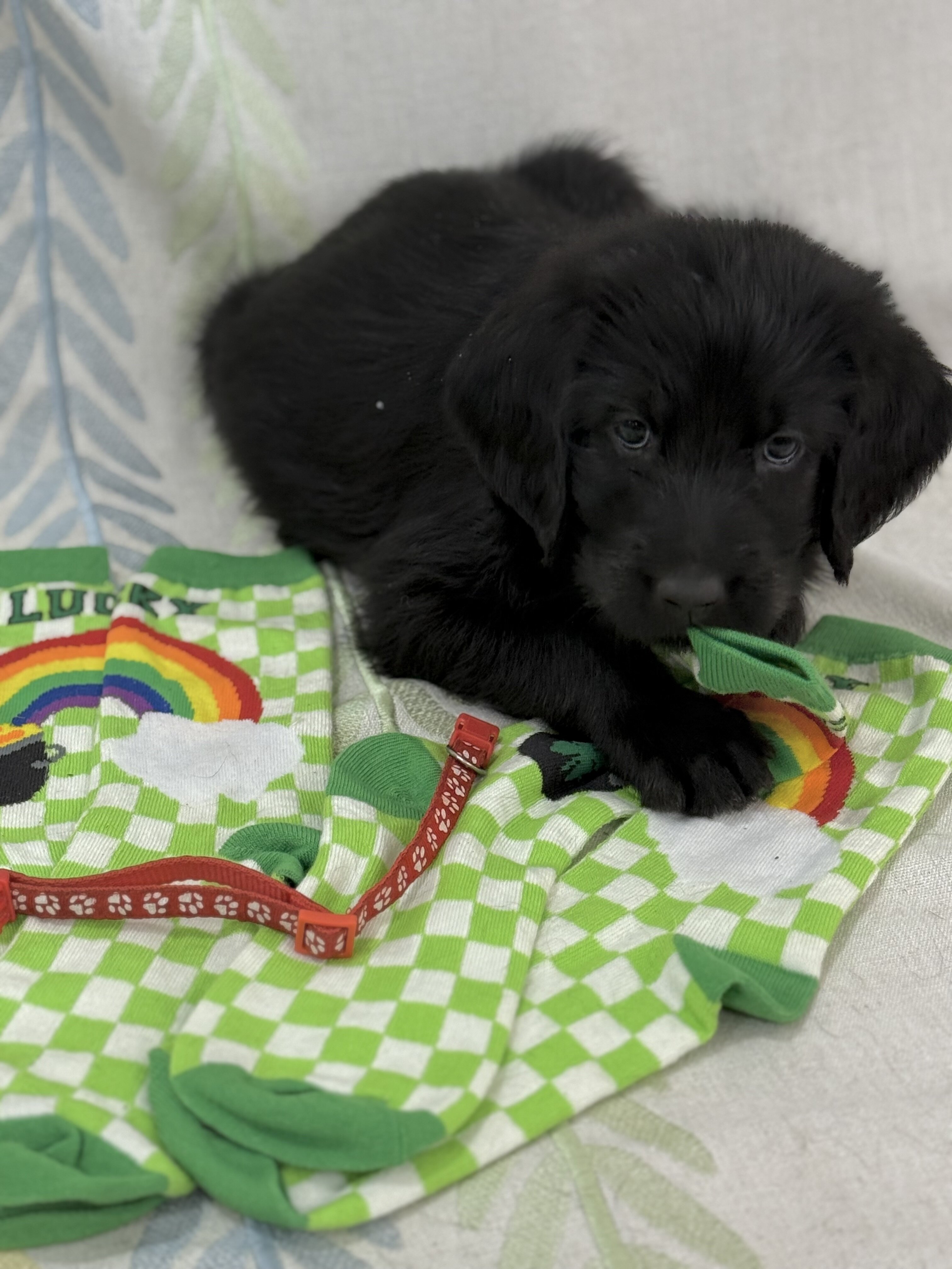 Labradoodle puppies image 4
