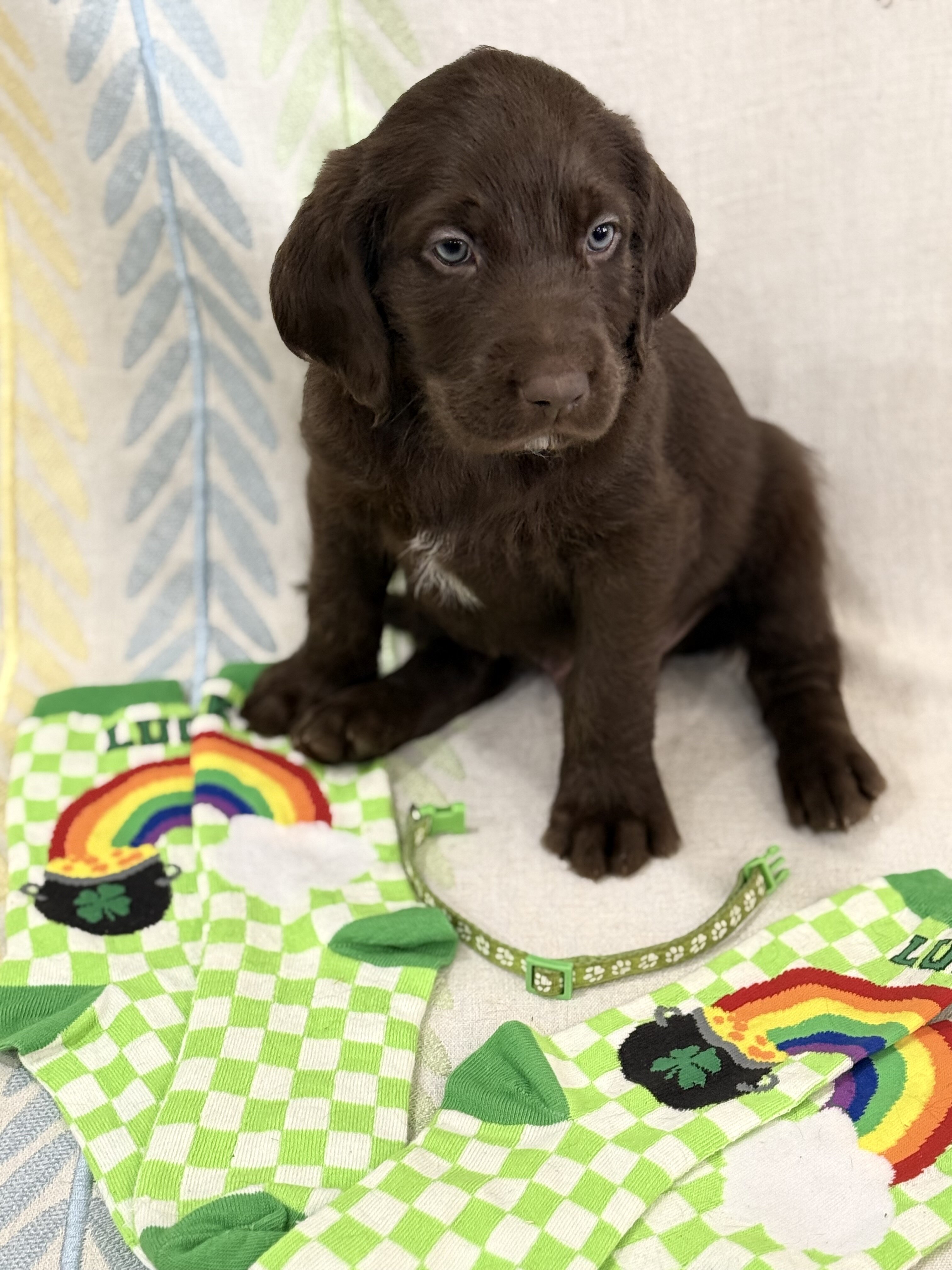Labradoodle puppies image 3
