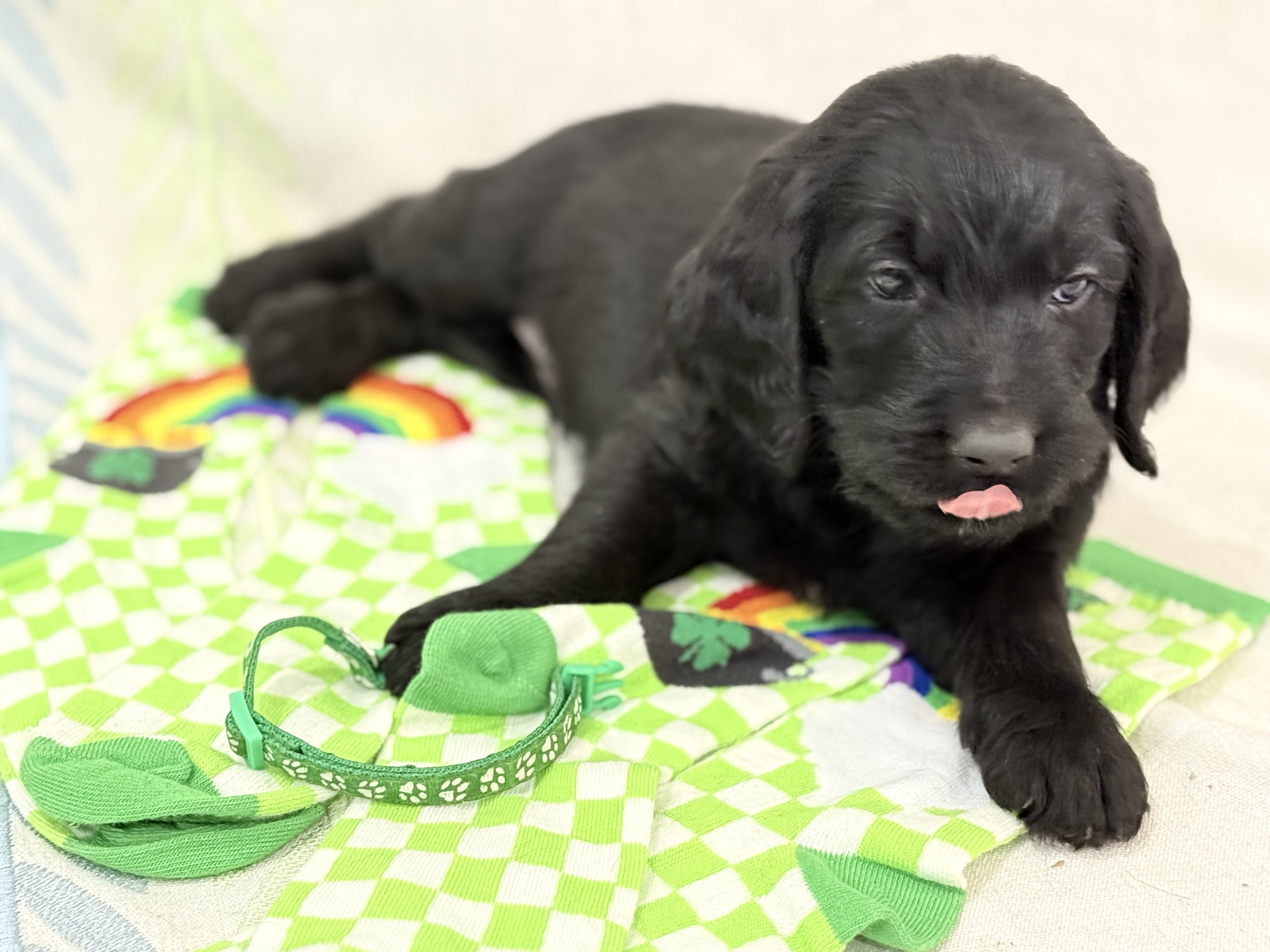 Labradoodle puppies image 2
