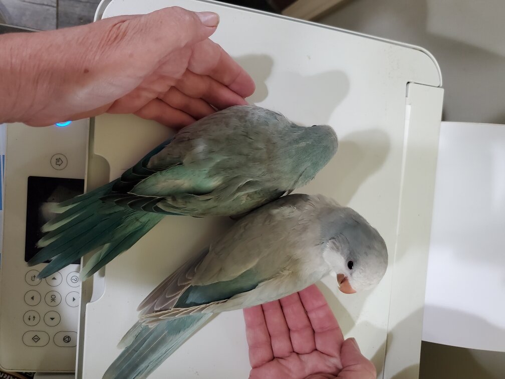 Hand fed Quaker baby image 1