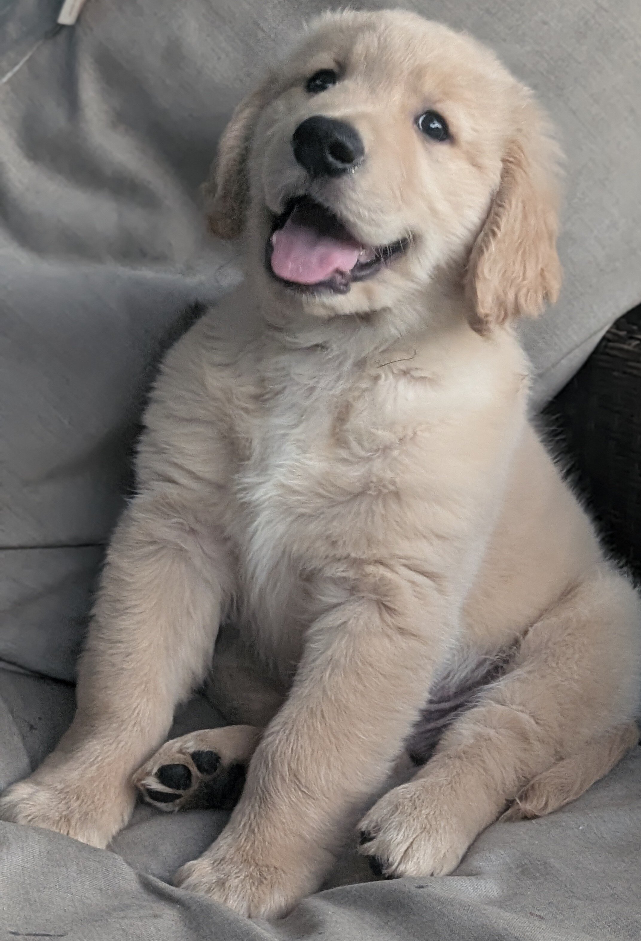 AKC boy golden retriever image 1