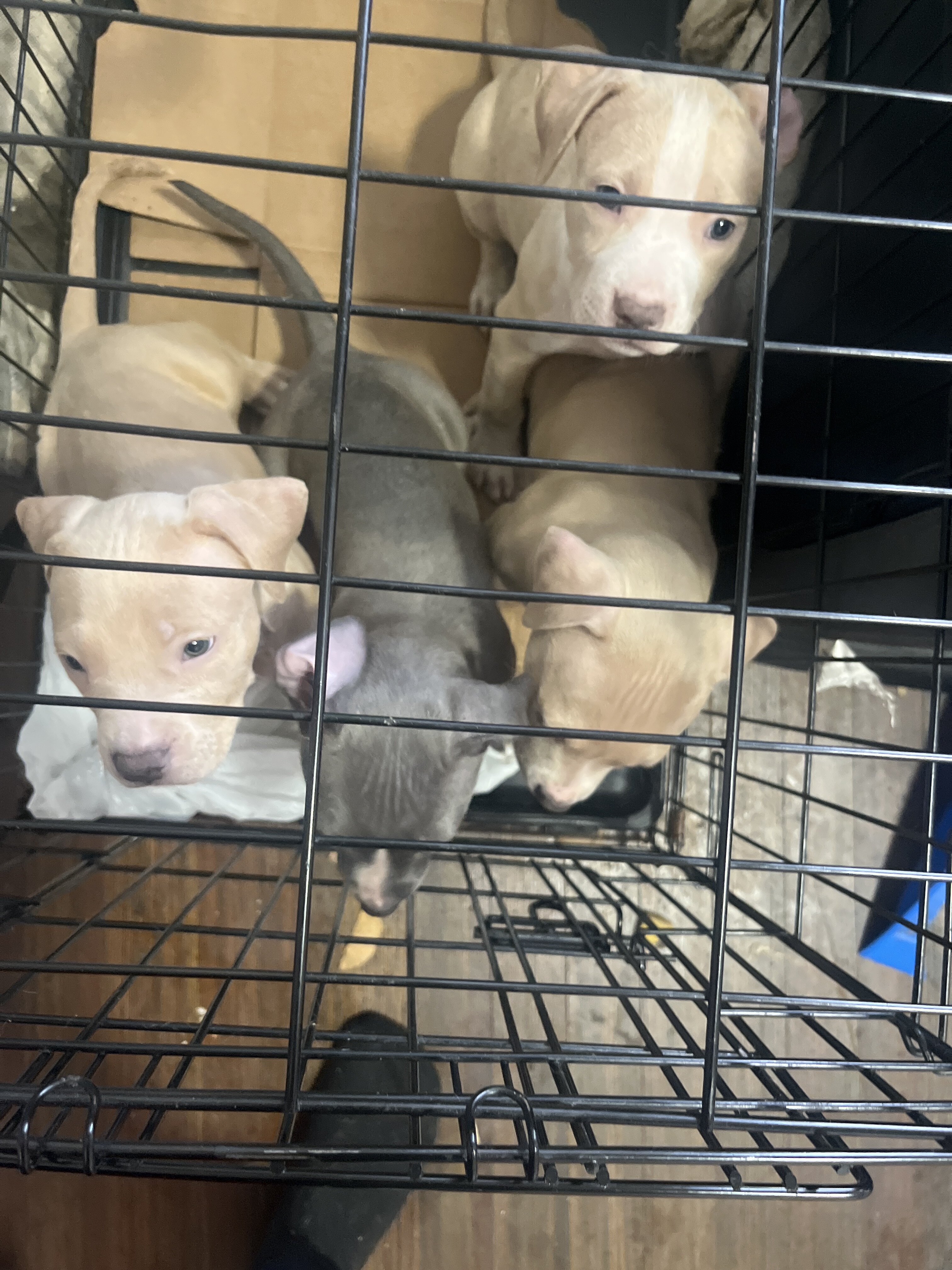 Pit bull puppies image 1