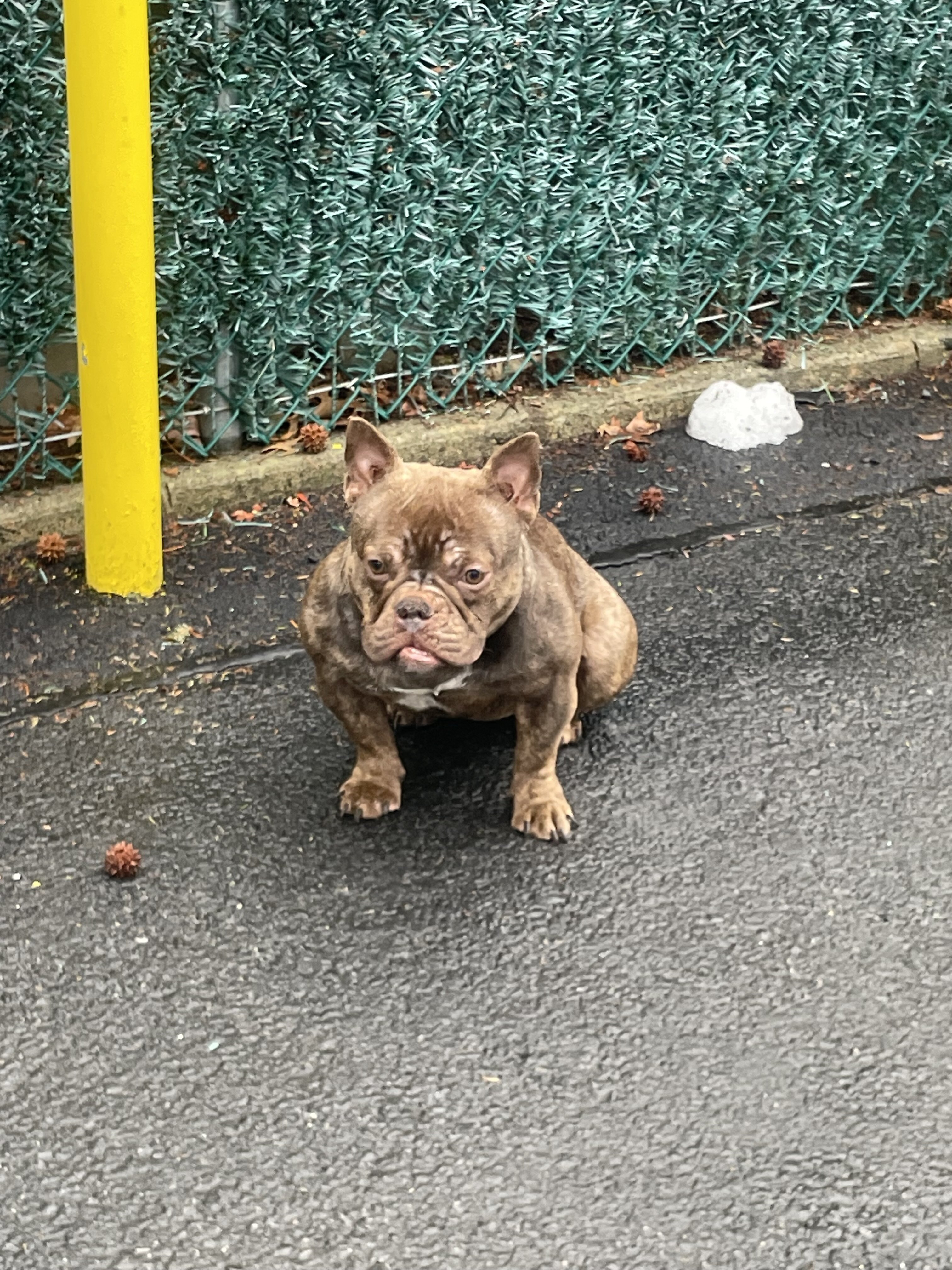 Premium Valhalla American Bully ABR image 2