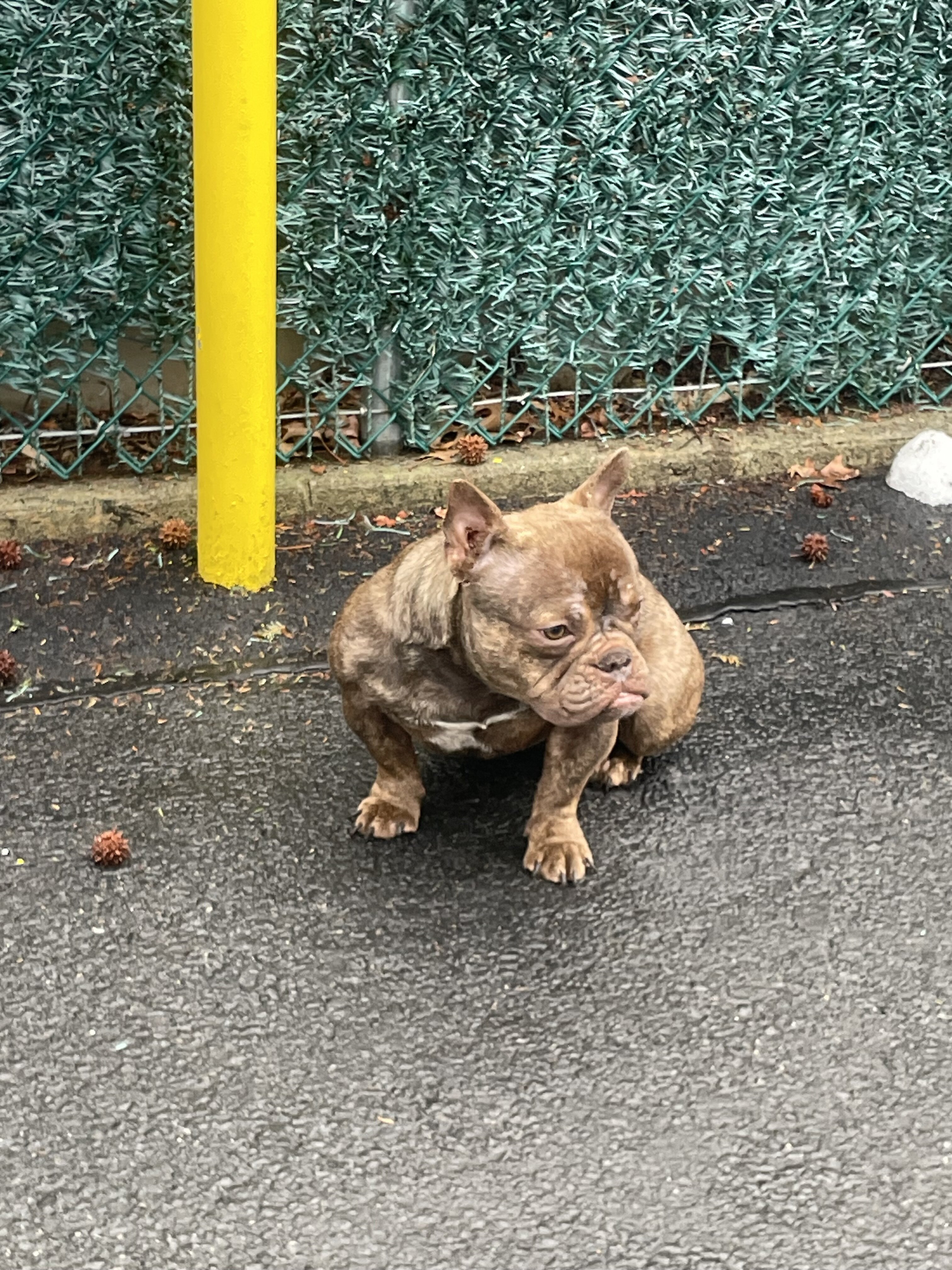 Premium Valhalla American Bully ABR image 3