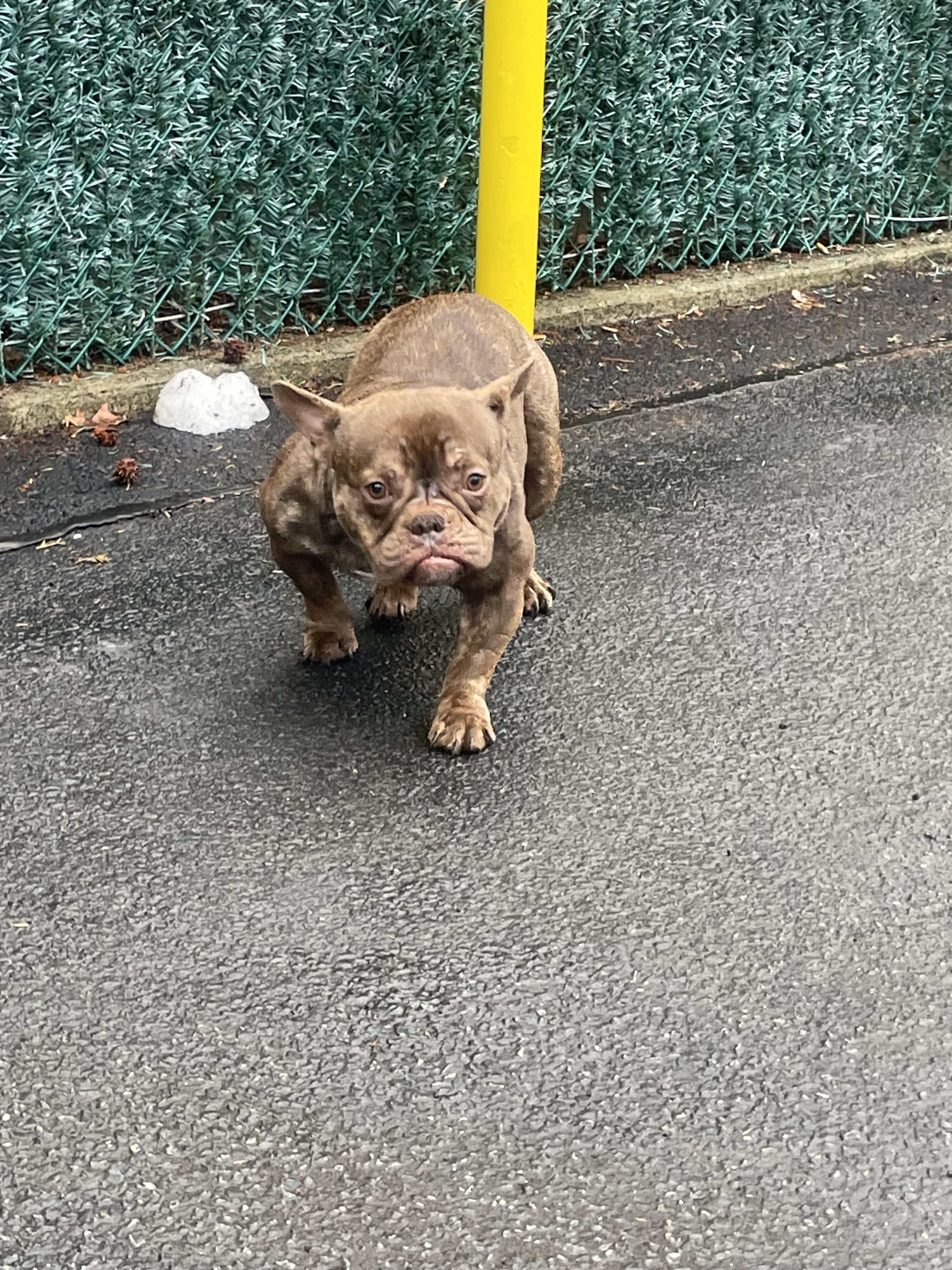 Premium Valhalla American Bully ABR image 7