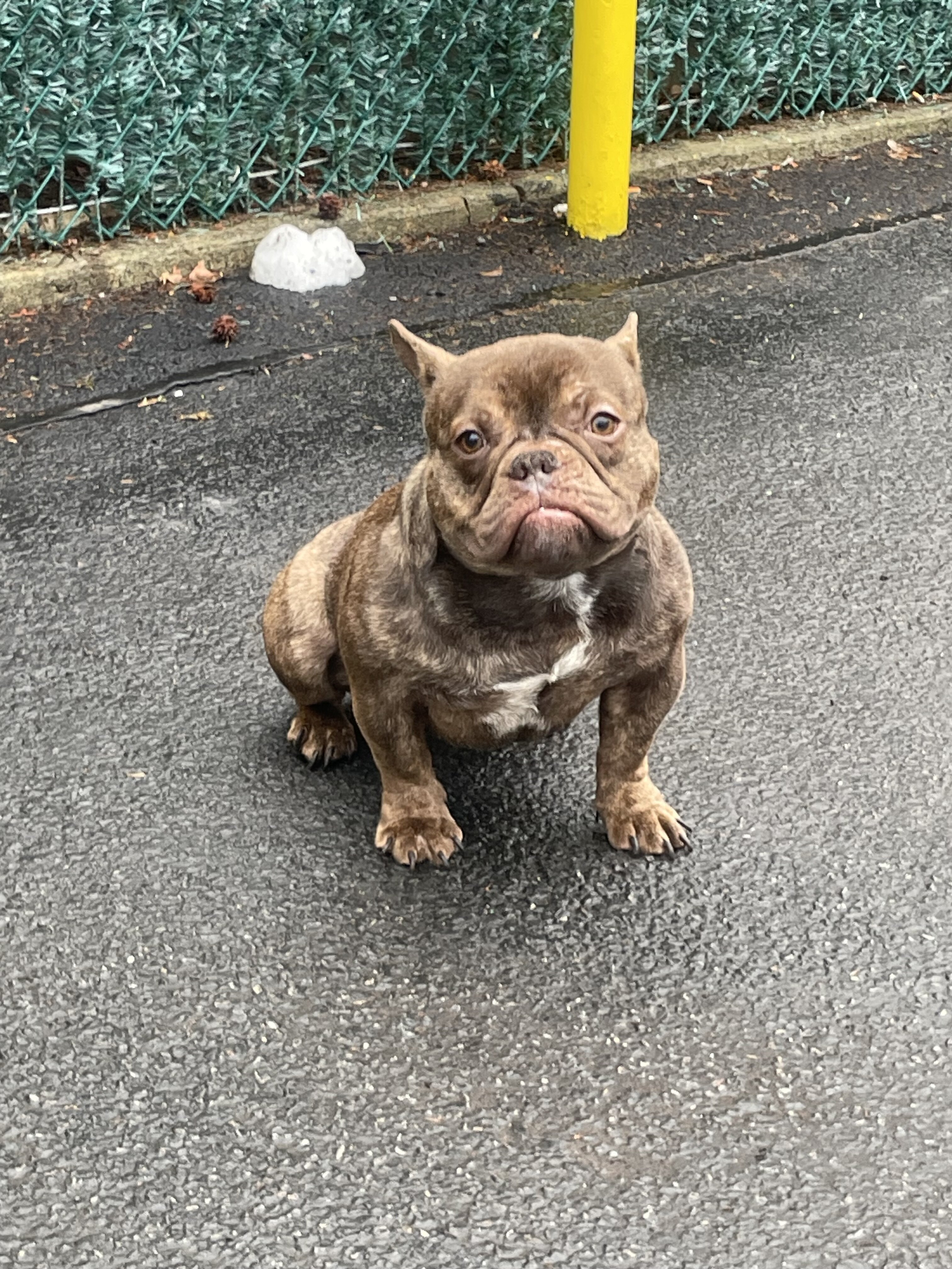 Premium Valhalla American Bully ABR image 4
