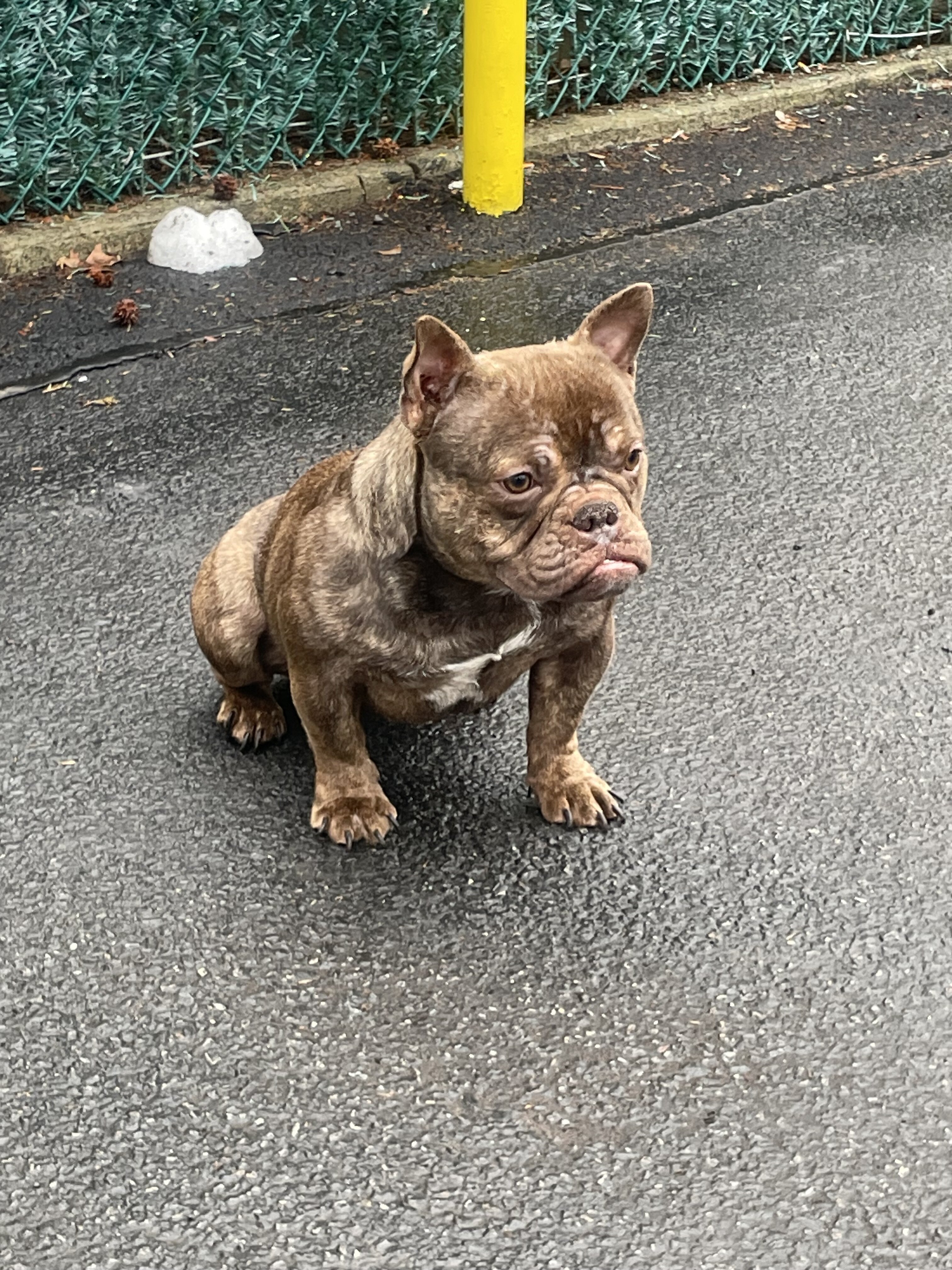 Premium Valhalla American Bully ABR image 1