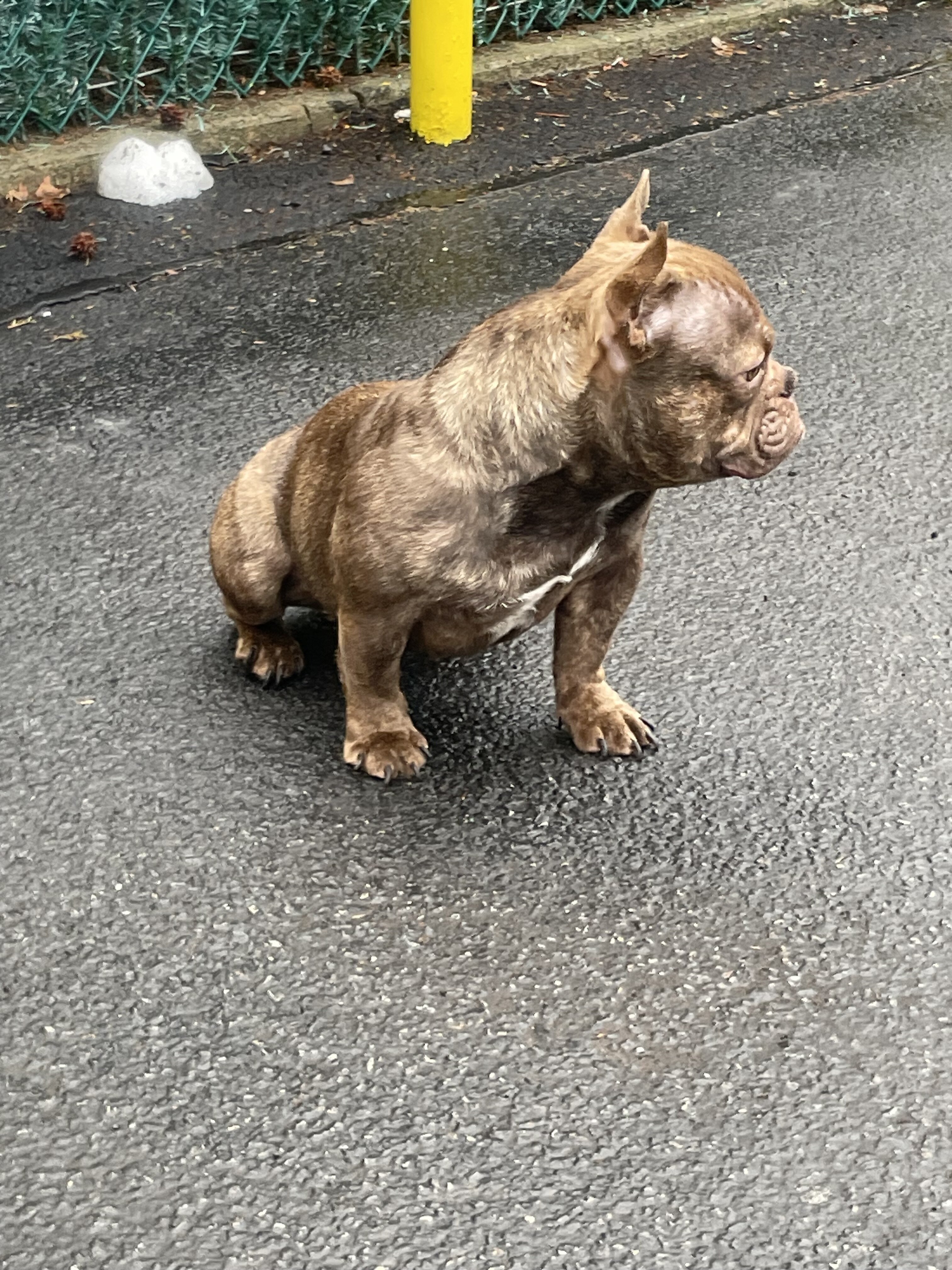 Premium Valhalla American Bully ABR image 6