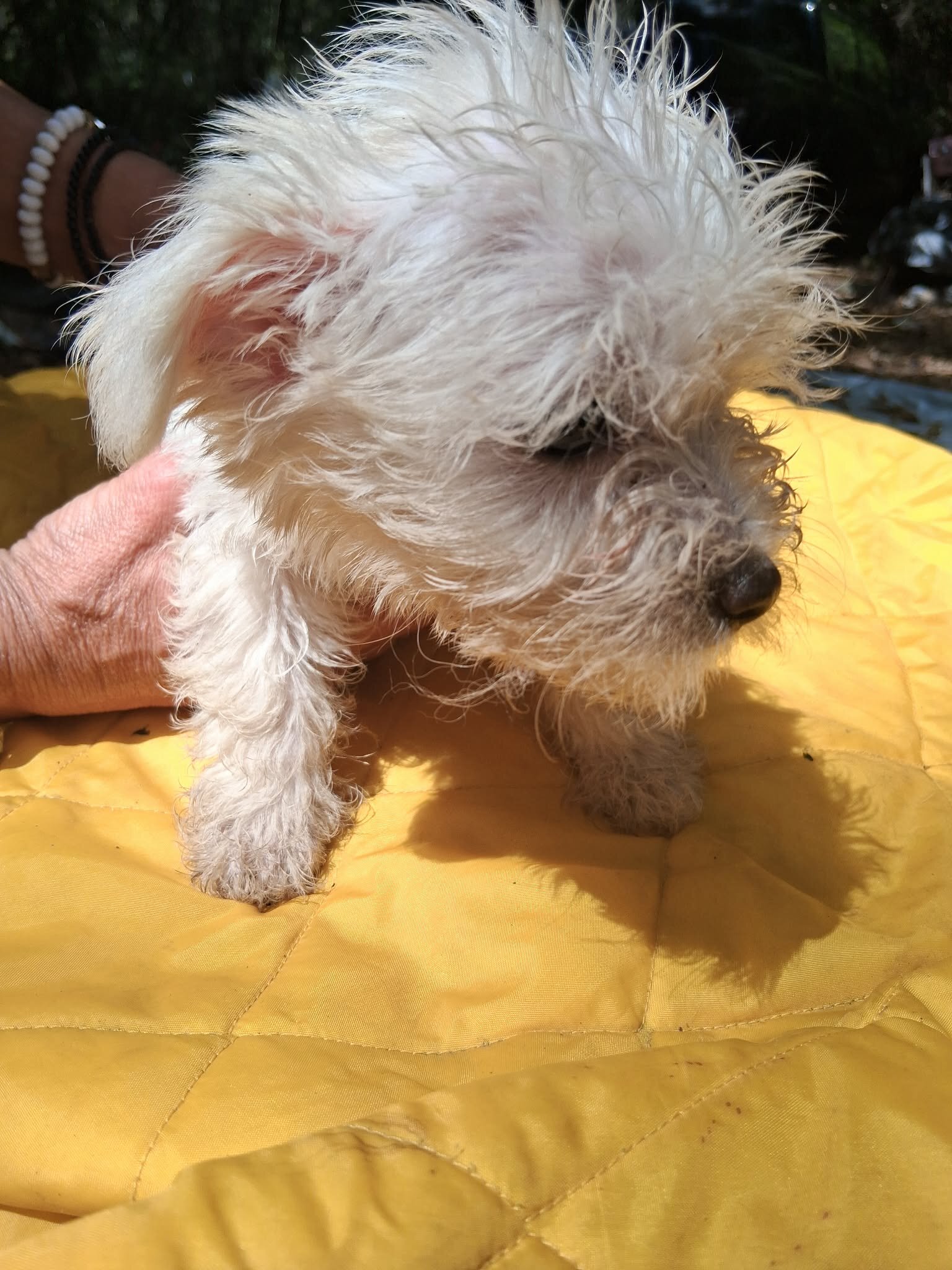 Maltese Mix image 3