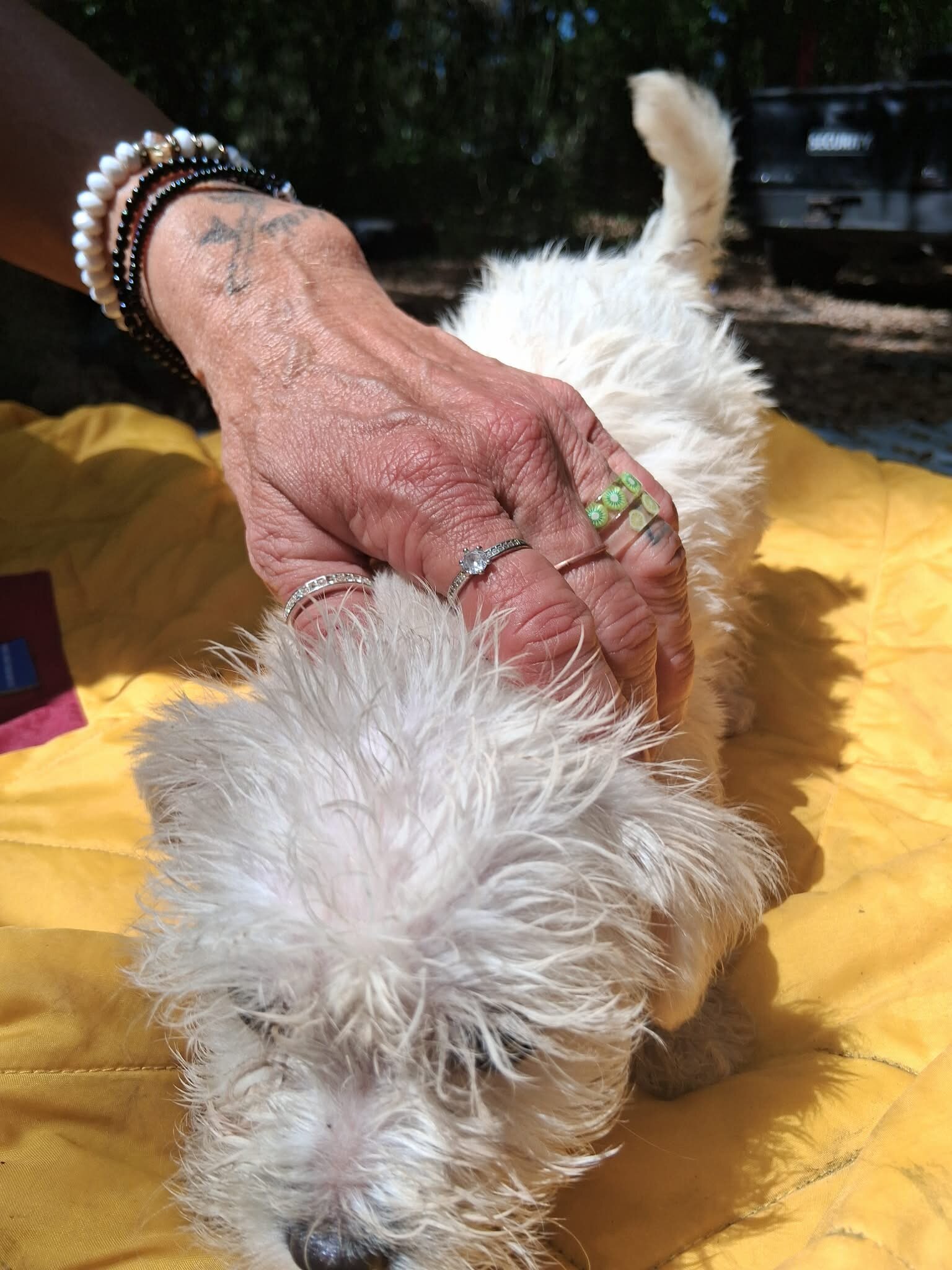 Maltese Mix image 7